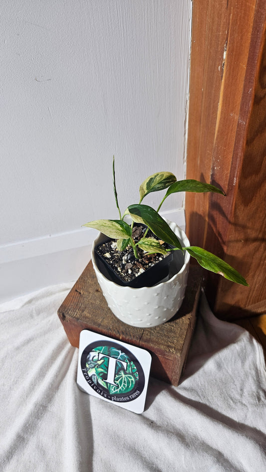 Monstera Laniata Mint (MON-398)