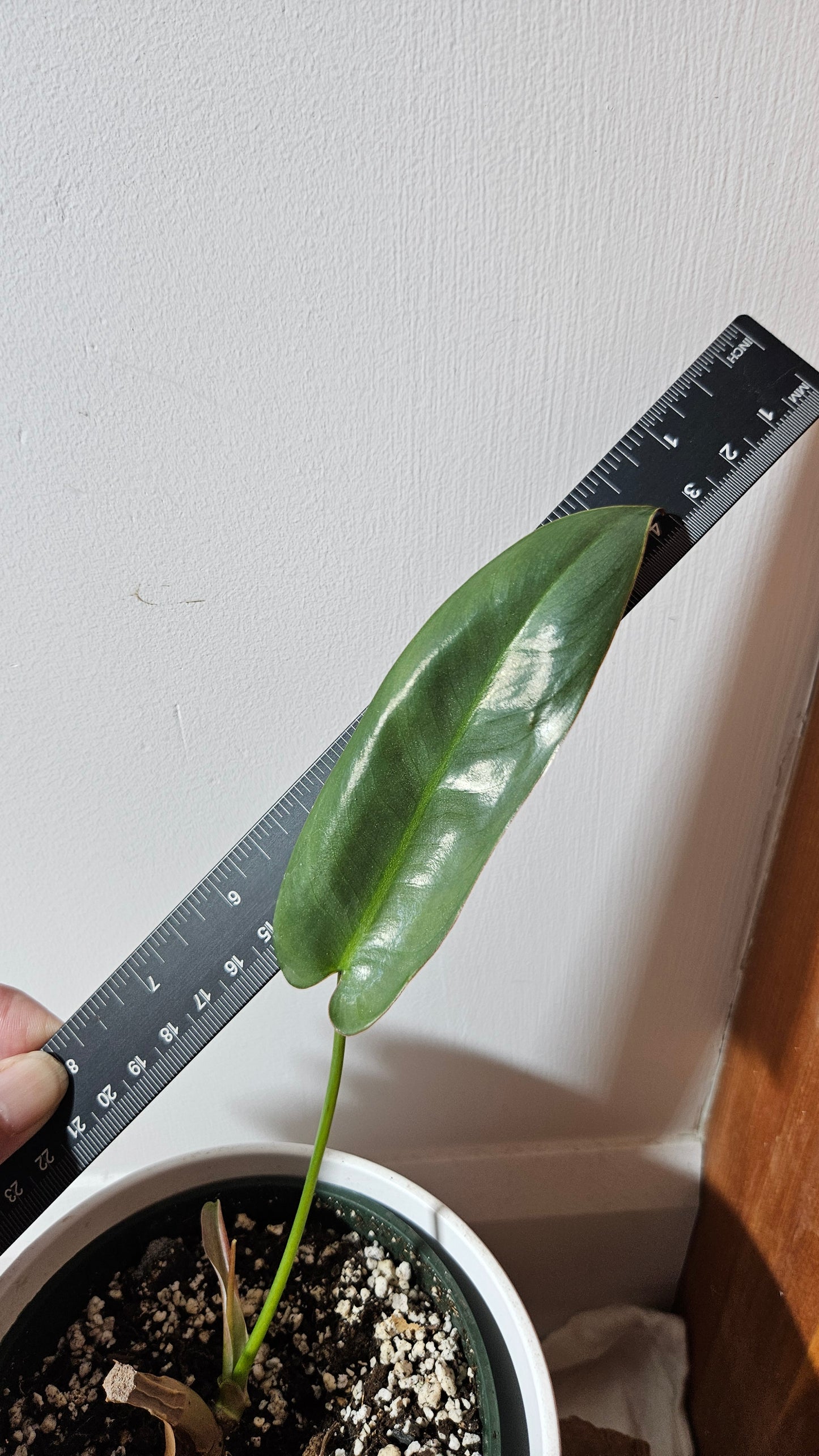 Philodendron Atabenpoense (PHI-944)