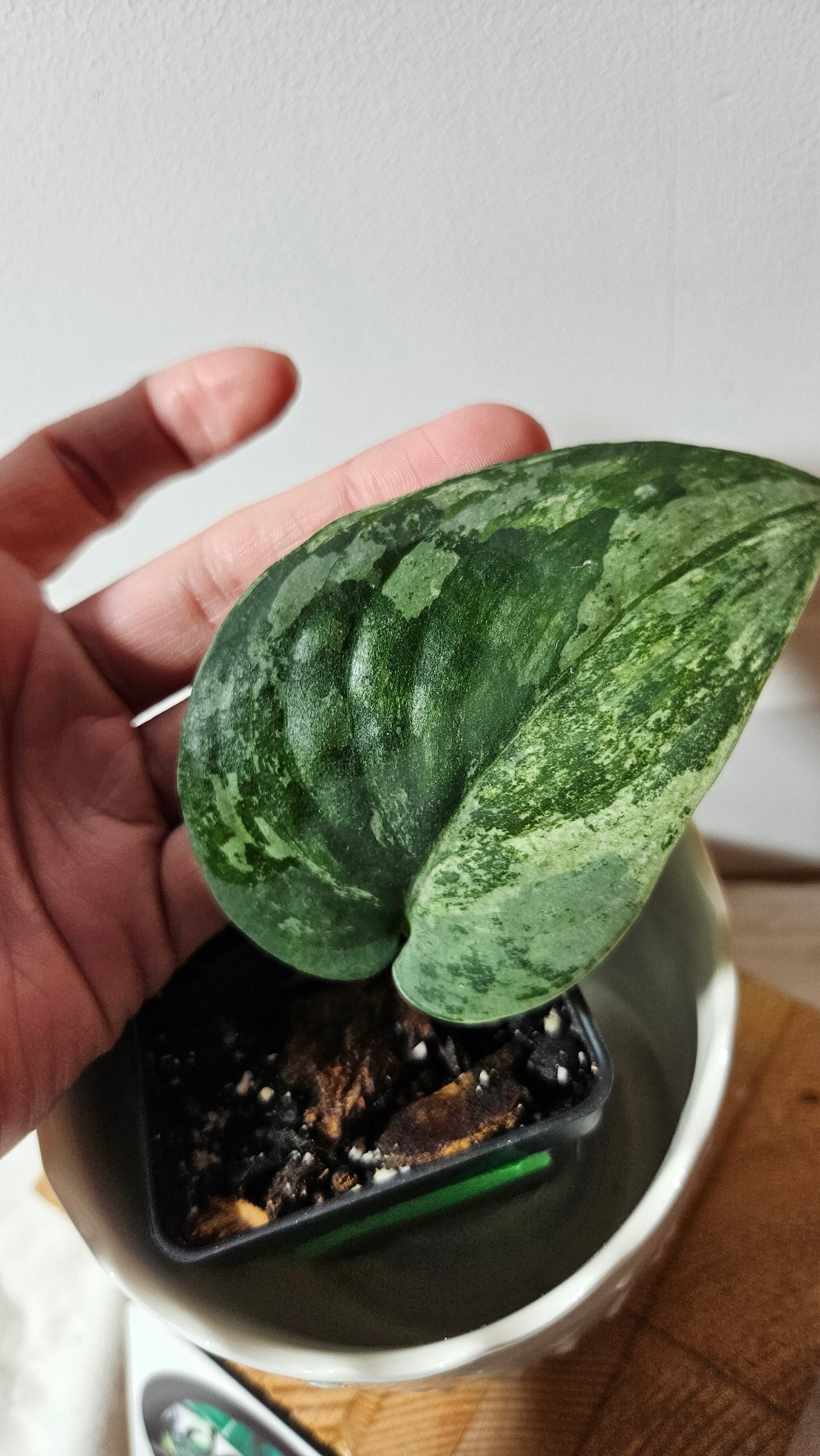 Scindapsus Dark Splash Variegata (SCI-638)