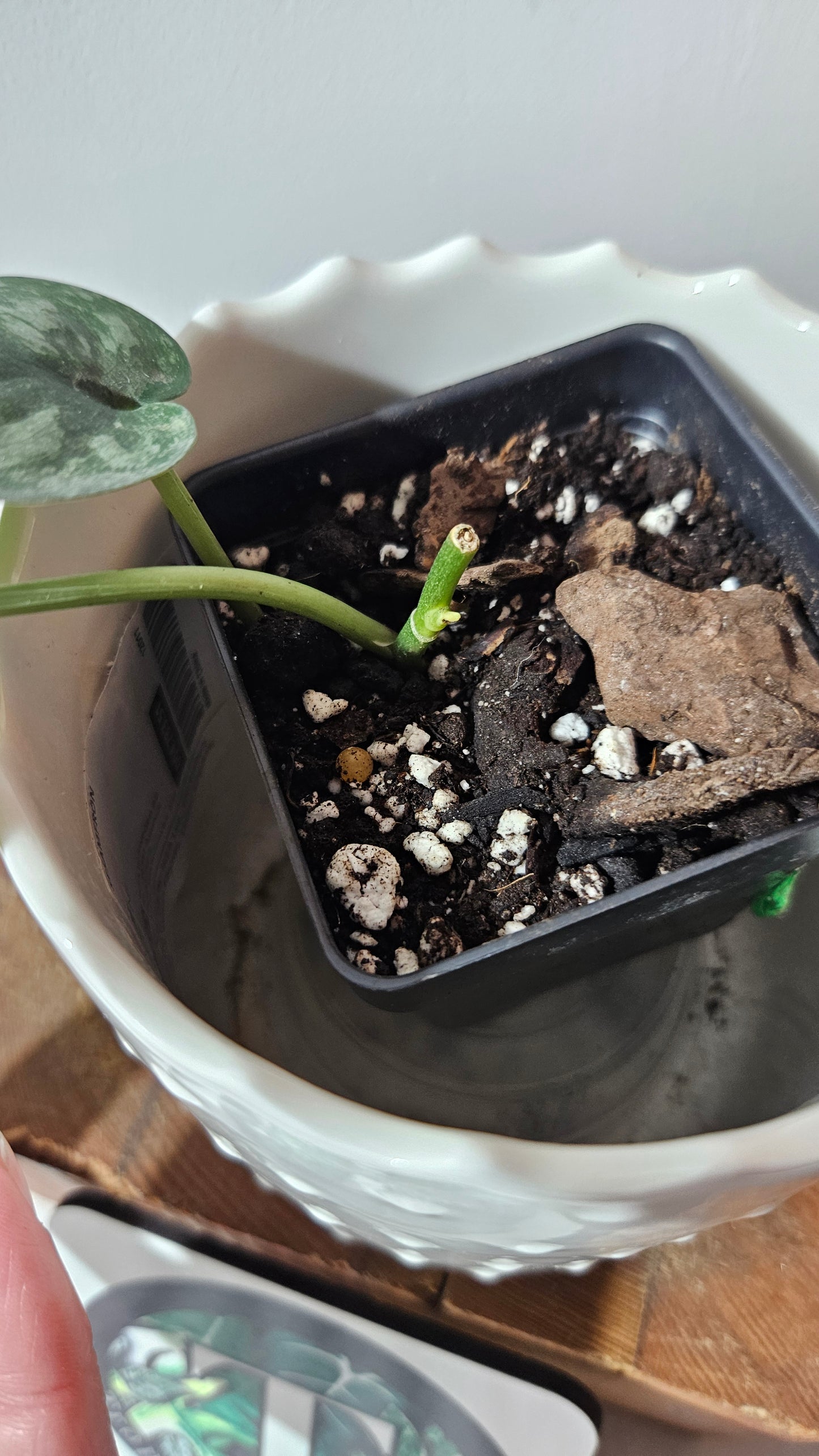 Scindapsus Exotica Pictus mint (SCI-971)