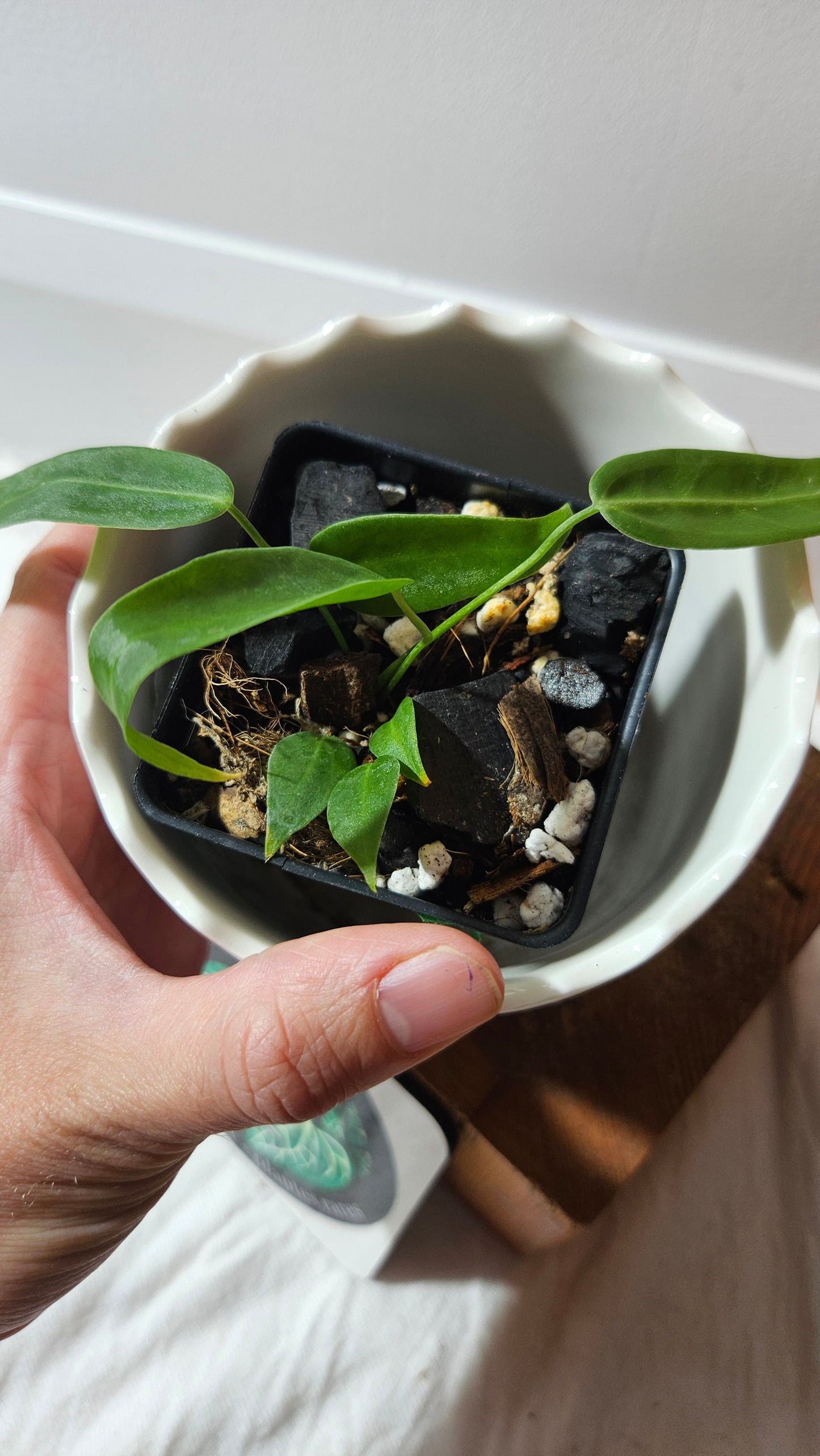 Anthurium Pallidiflorum Narrow "format PETIT"(ANT-598)
