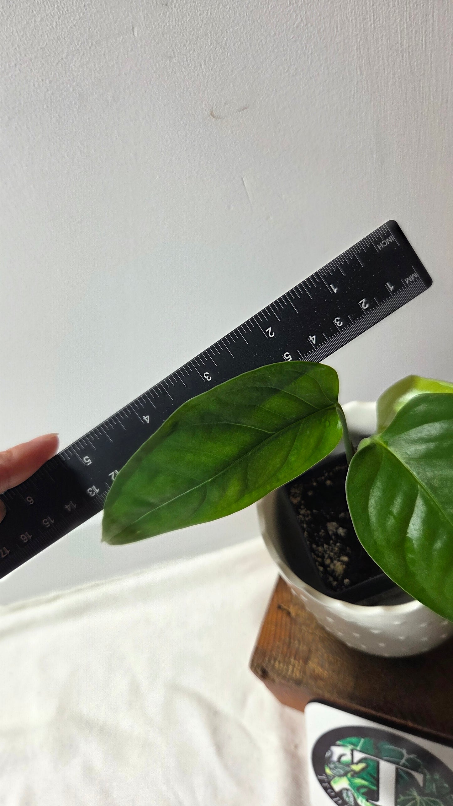 Monstera Obliqua Aff Amazonica (MON-500)