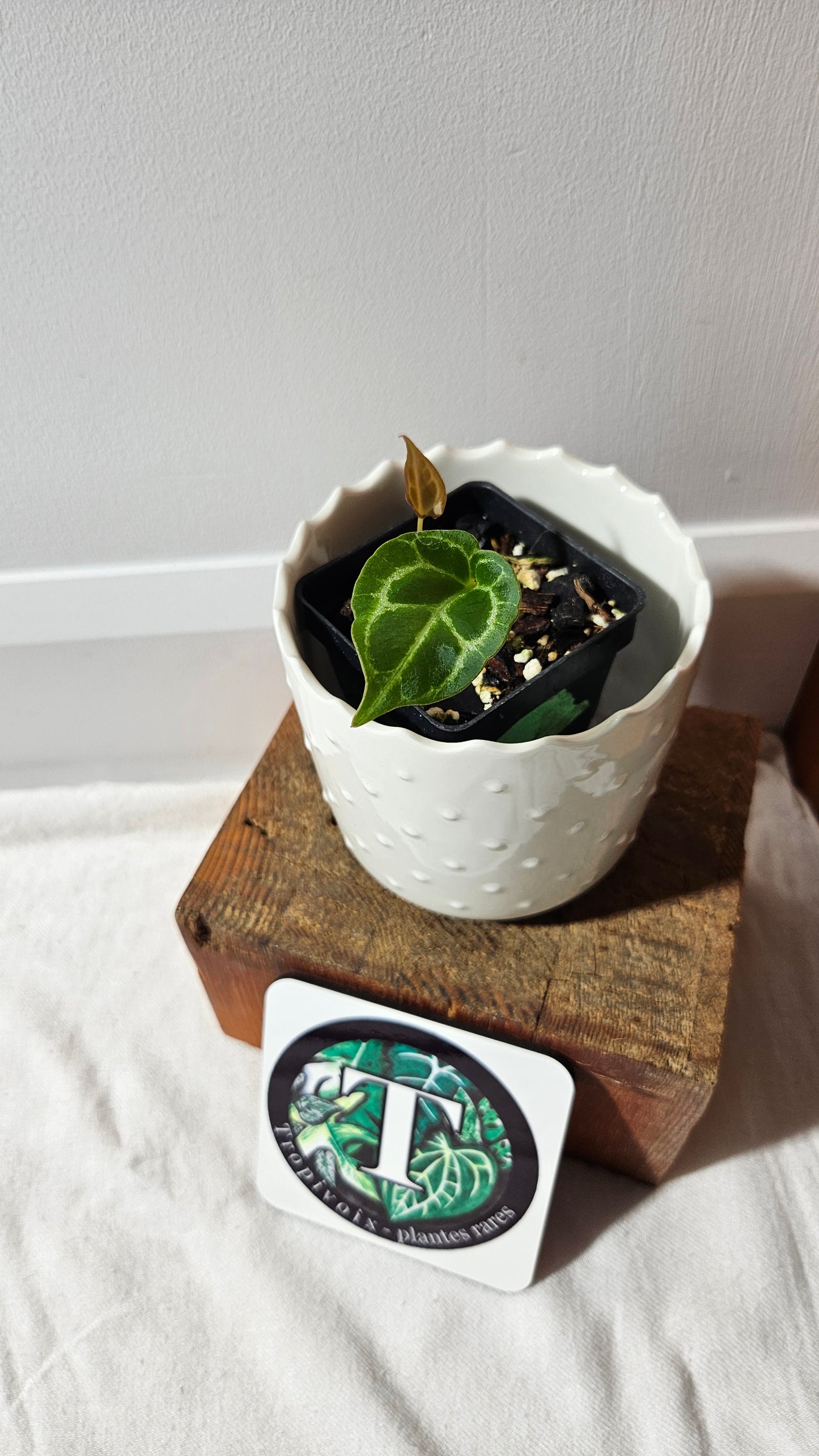 Anthurium Crystallinum Chocolate "format PETIT" (ANT-545)