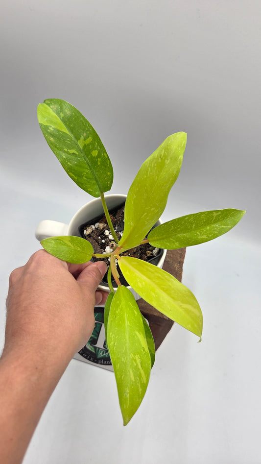 Philodendron Golden Goldness (PHI-1059)