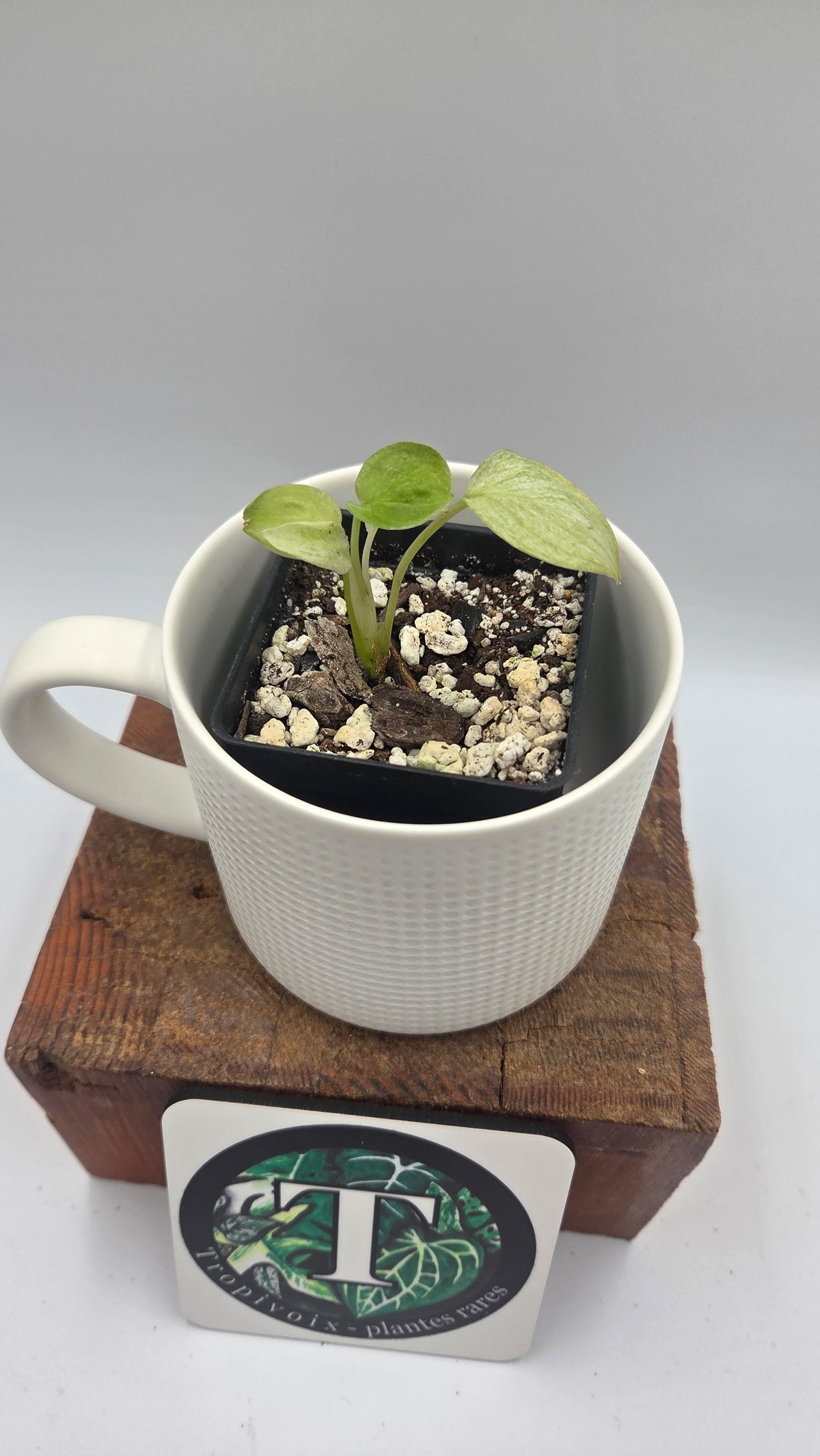 Scindapsus Hederaceus White Mint (SCI-1517)
