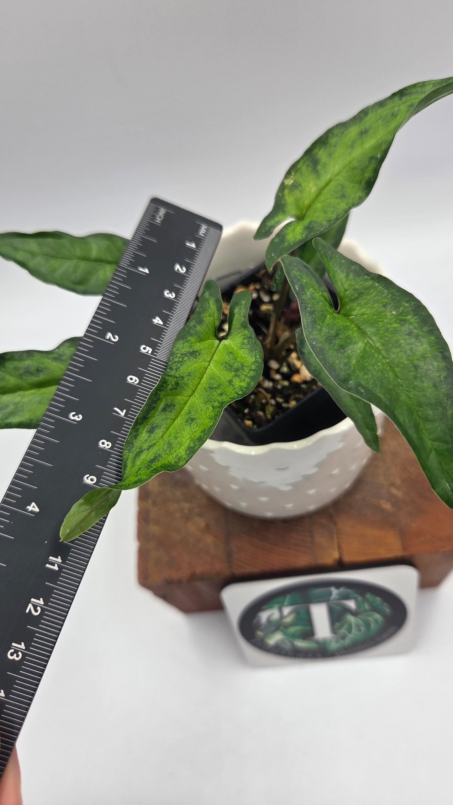 Syngonium Angustatum Albo REVERT (SYN-510)