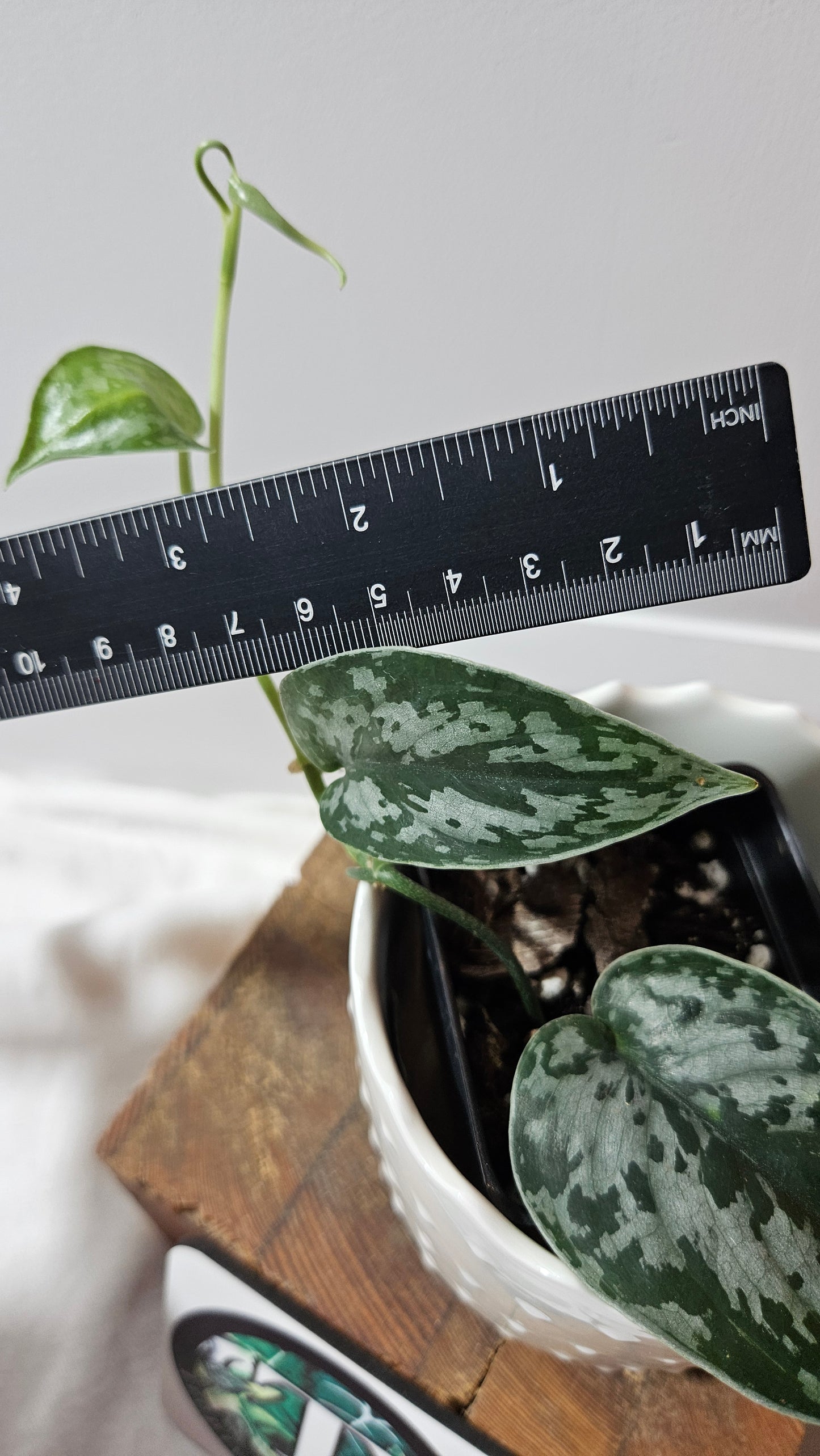 Scindapsus Black Exotica (SCI-1334)