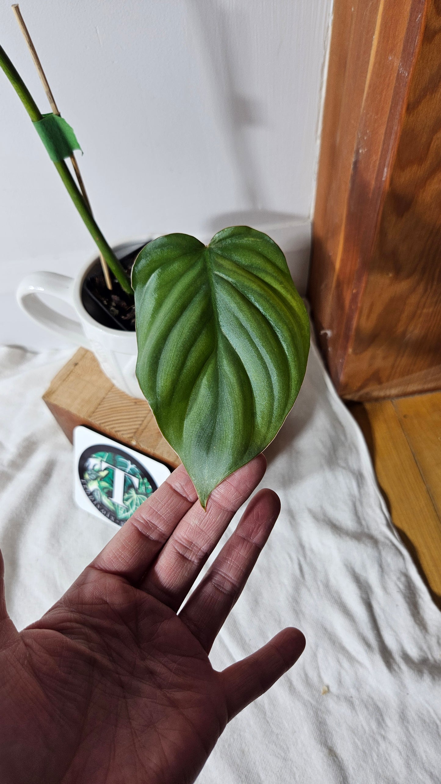 Philodendron Aff Colombia (PHI-640)