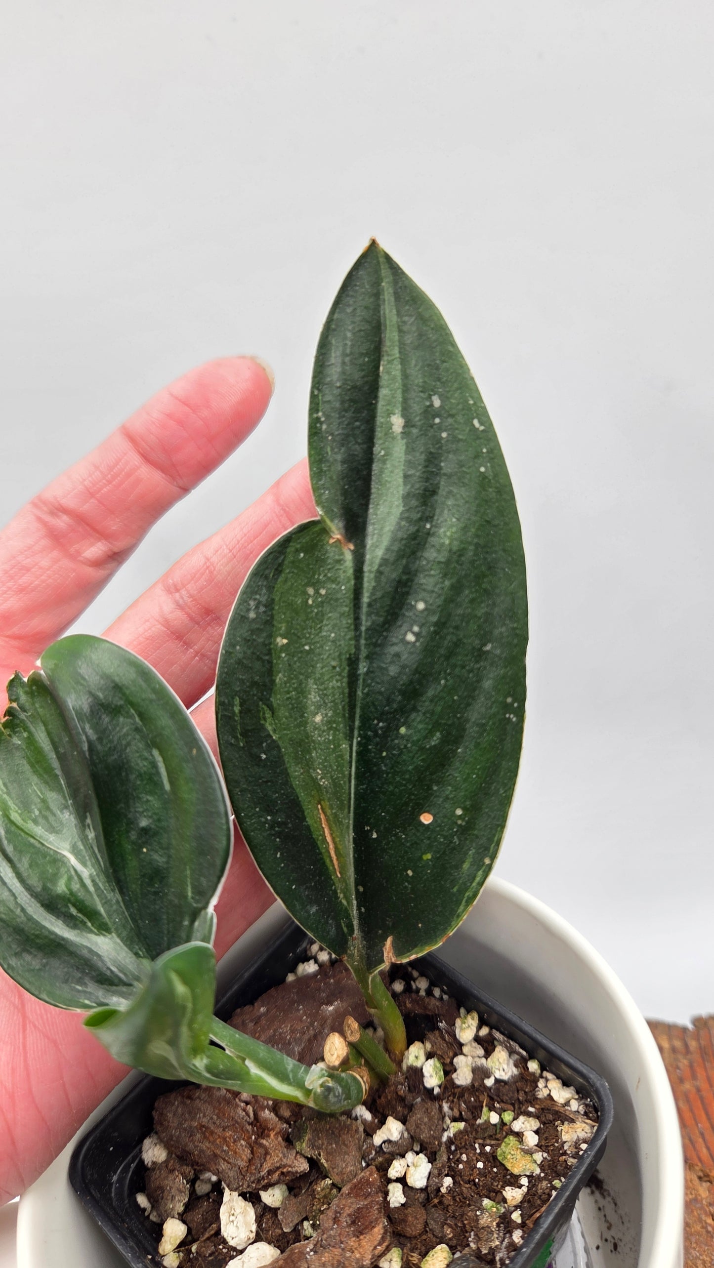 Scindapsus Treubii Dark Form silver (SCI-1011)