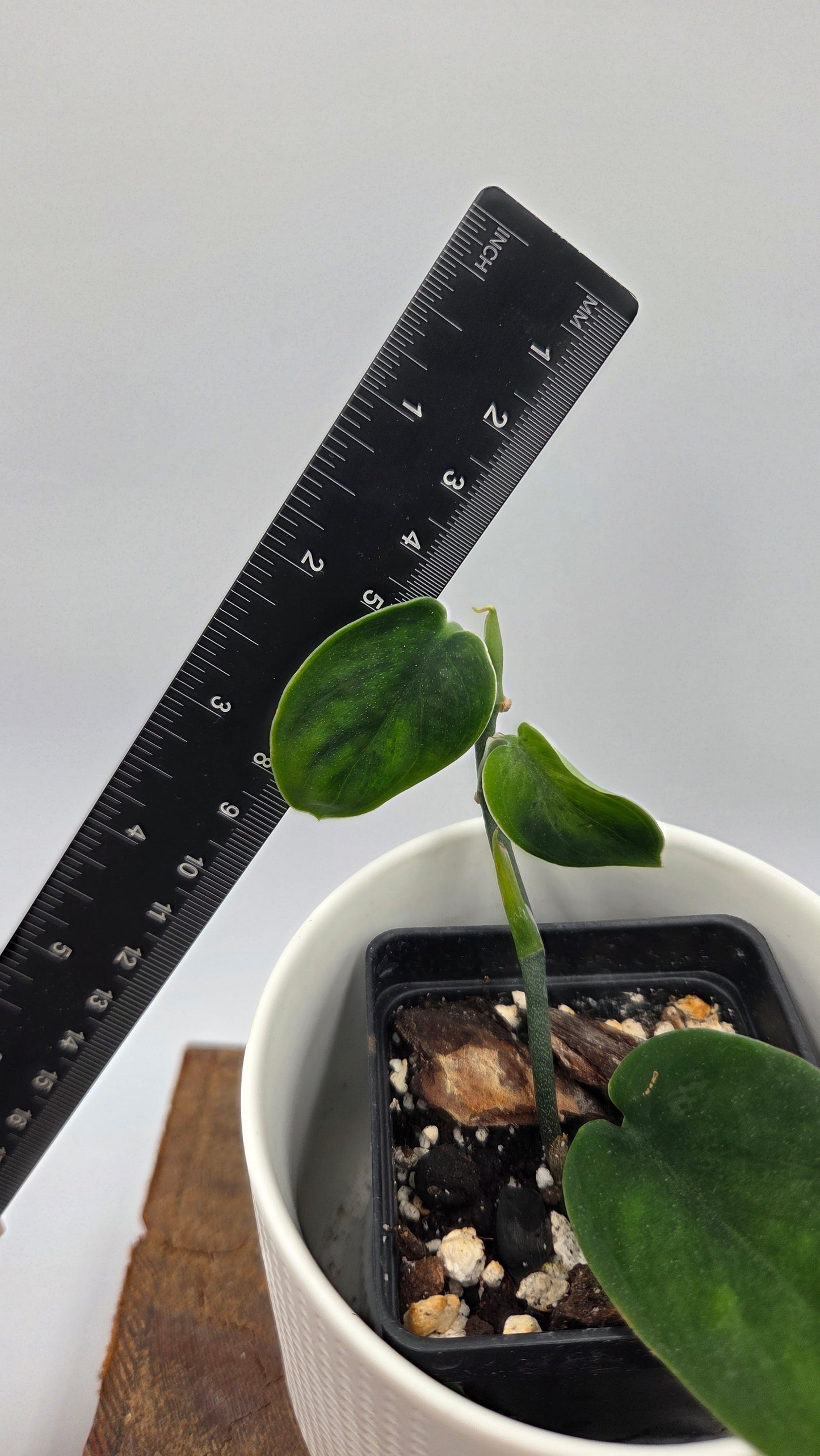 Scindapsus Blurik (SCI-1295)