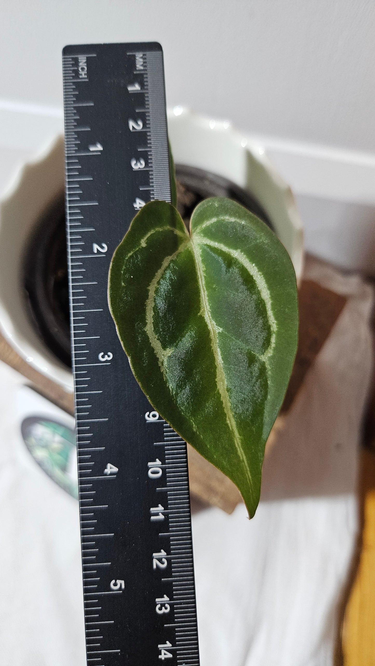 Anthurium Besseae Hybrid "Format PETIT" (ANT-565)