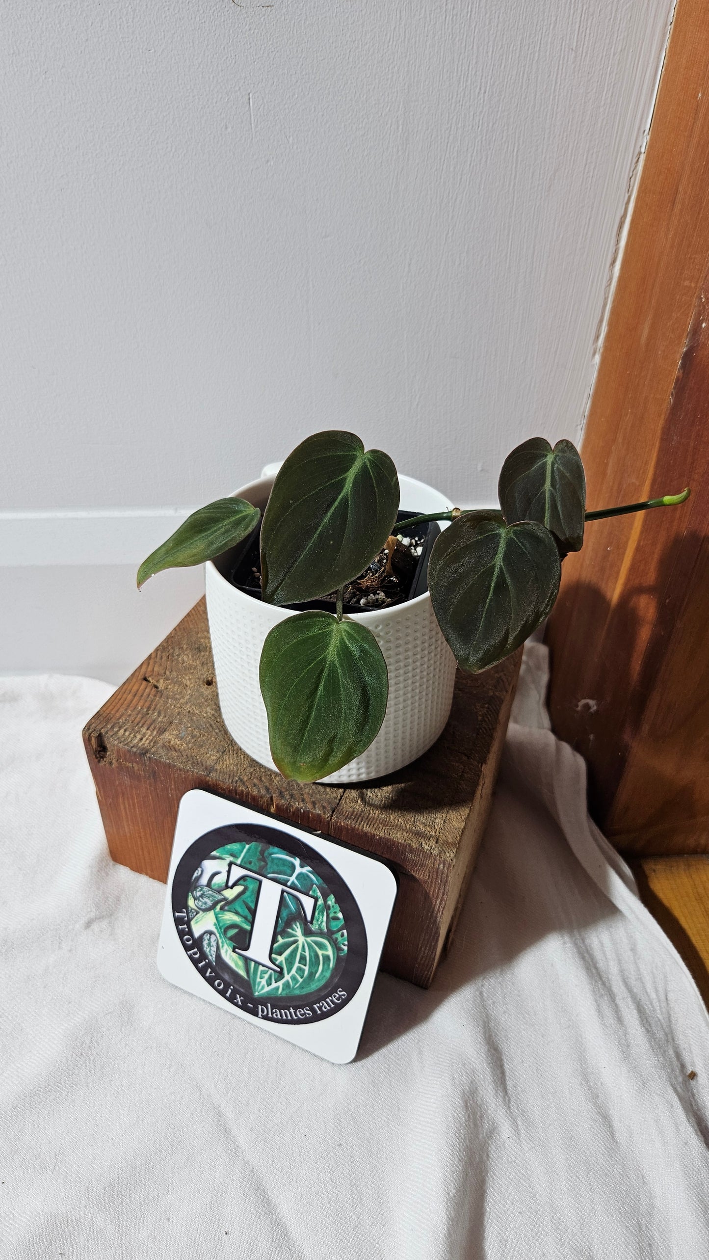 Philodendron Mican Var. REVERT (PHI-950)