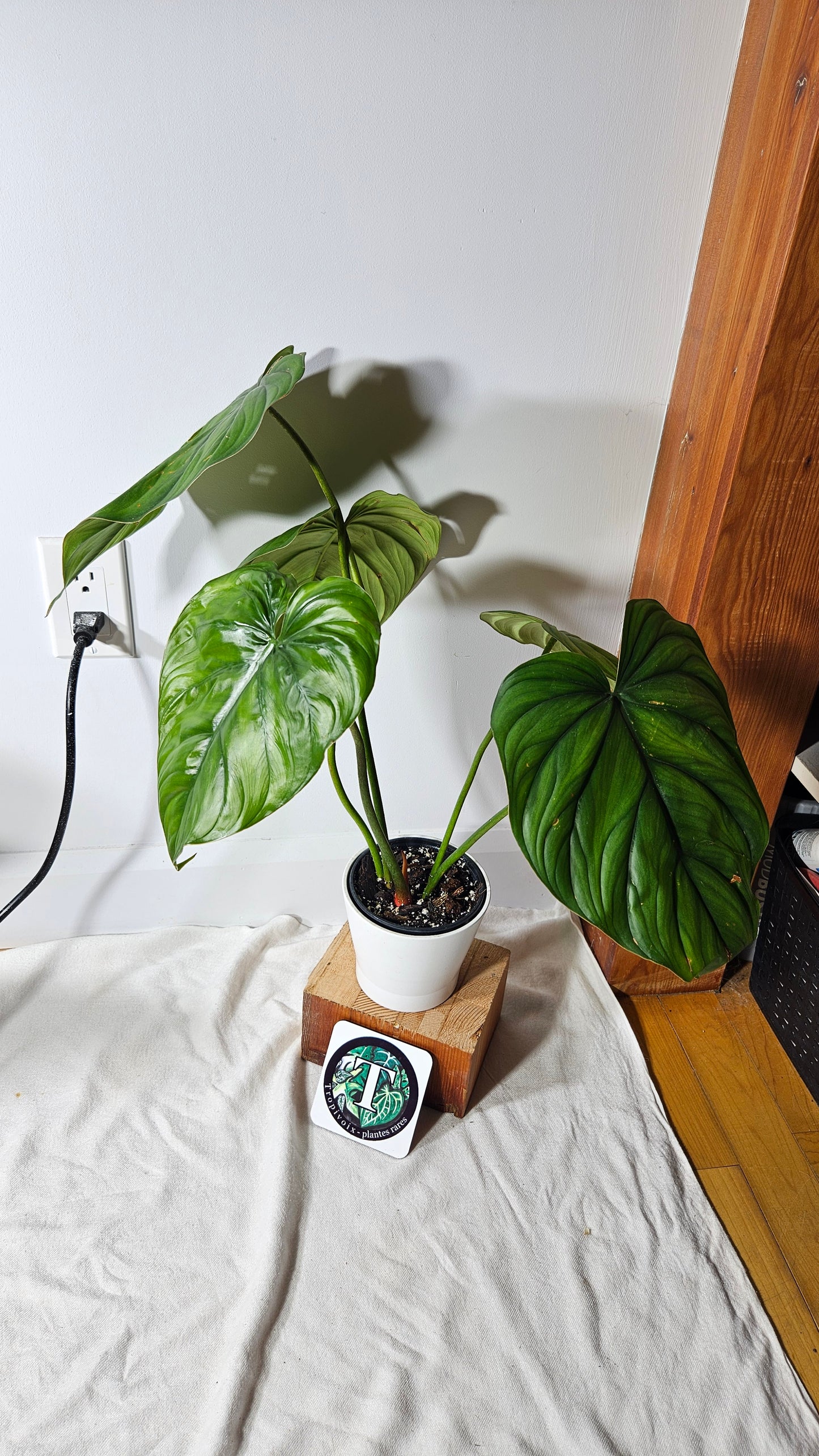 Philodendron Aff Colombia Black(PHI-638)