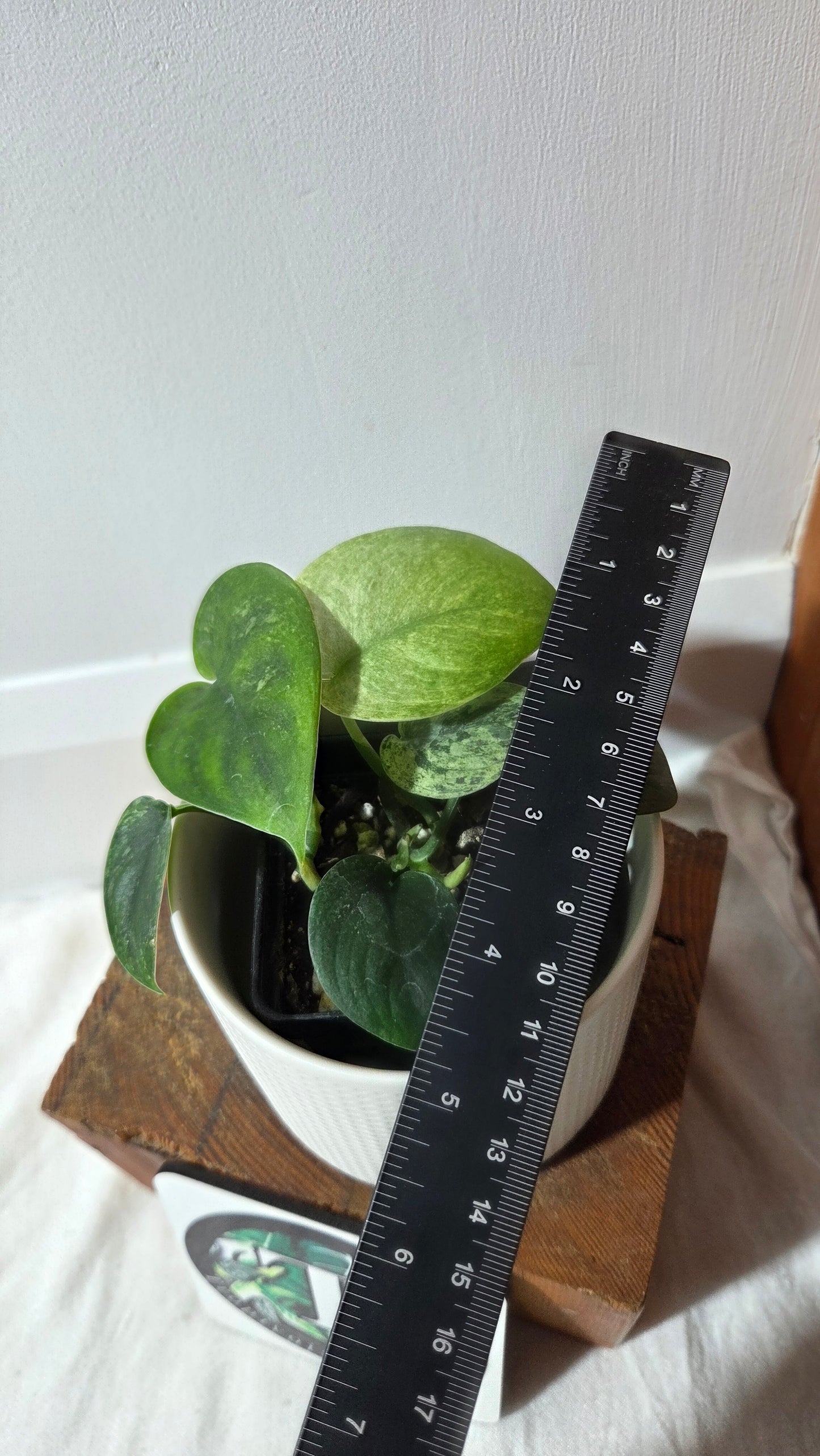 Scindapsus Silver Satin albo (SCI-1413)