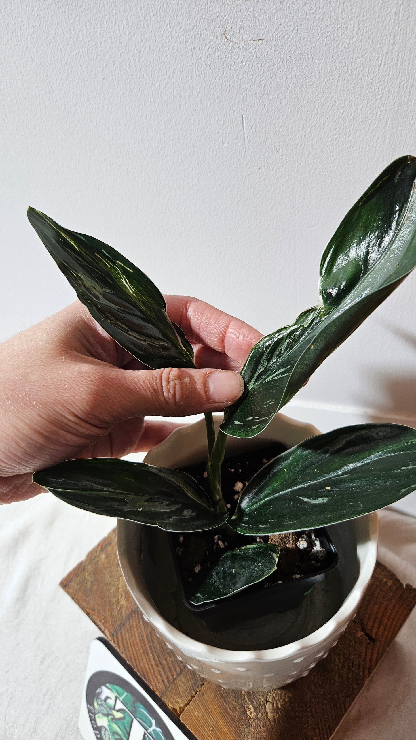 Scindapsus Treubii Dark Form silver (SCI-1015)