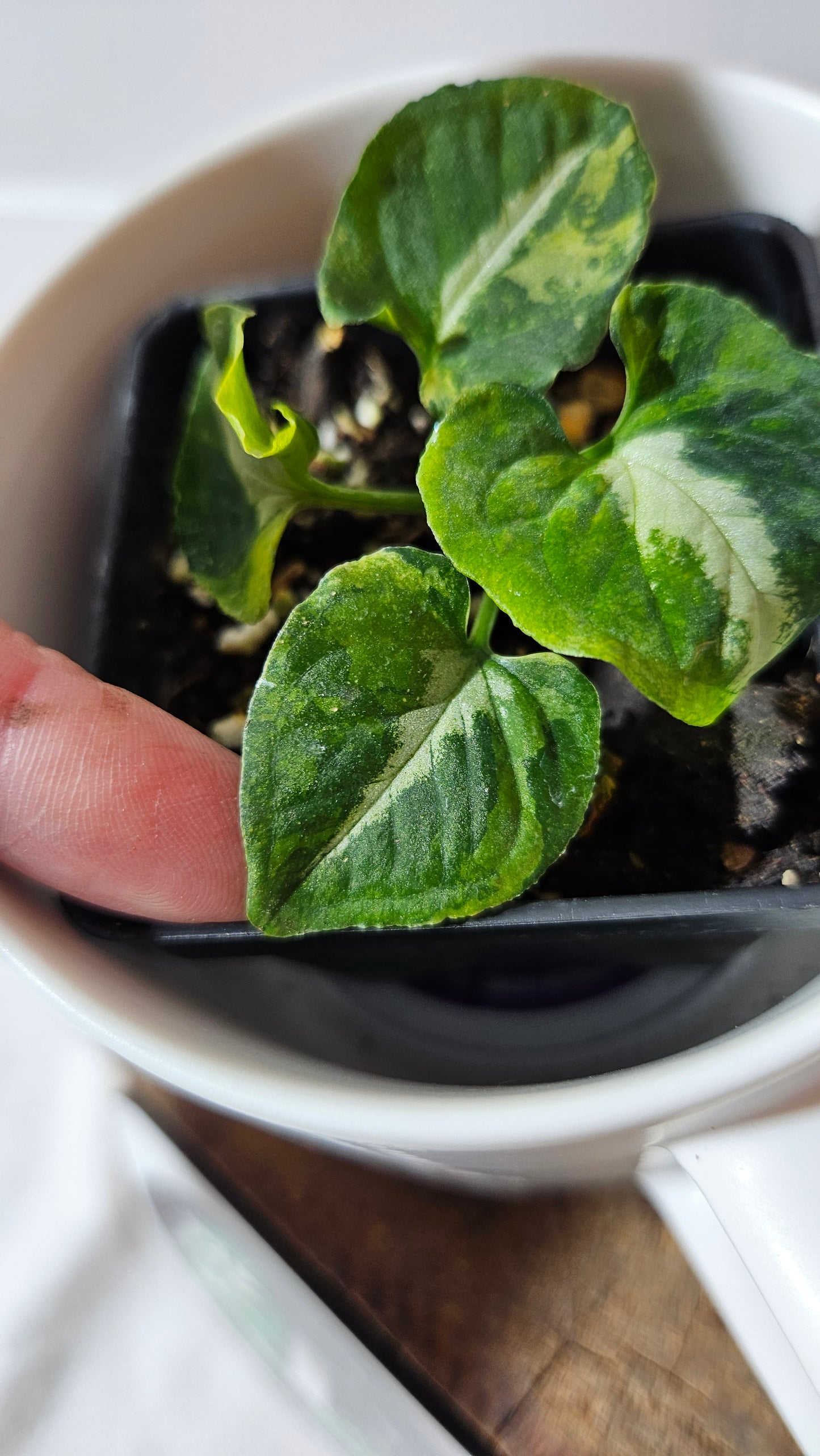 Syngonium Scrambled Eggs (SYN-478)