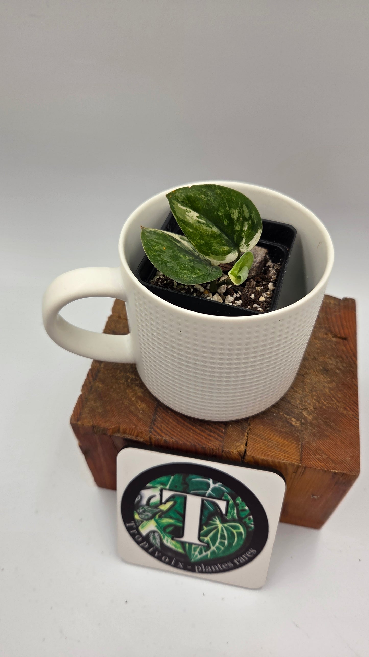 Scindapsus Exotica albo "narrow" (SCI-1055)