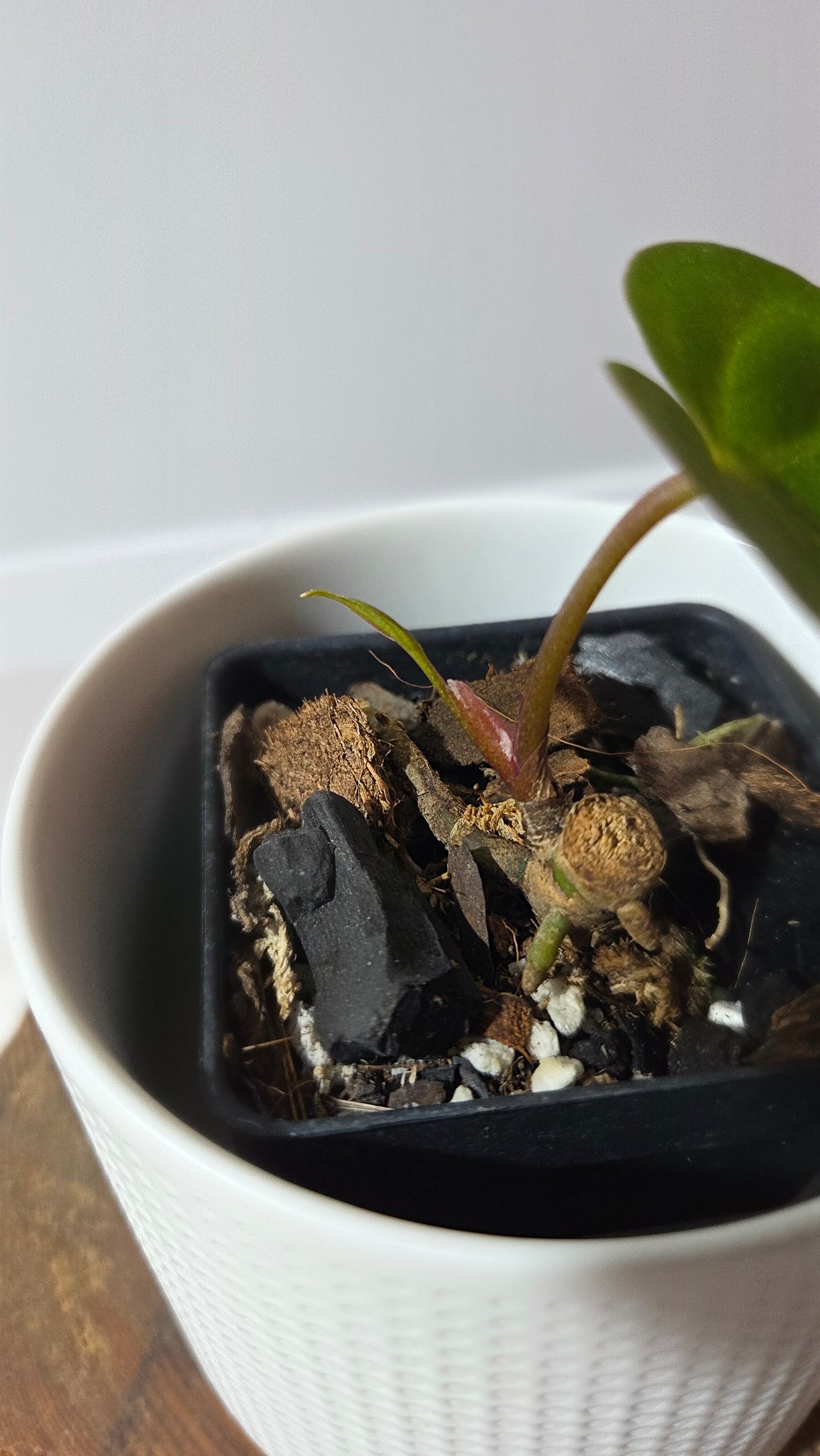 Anthurium  Papillilaminum Hybrid "format PETIT" (ANT-663)