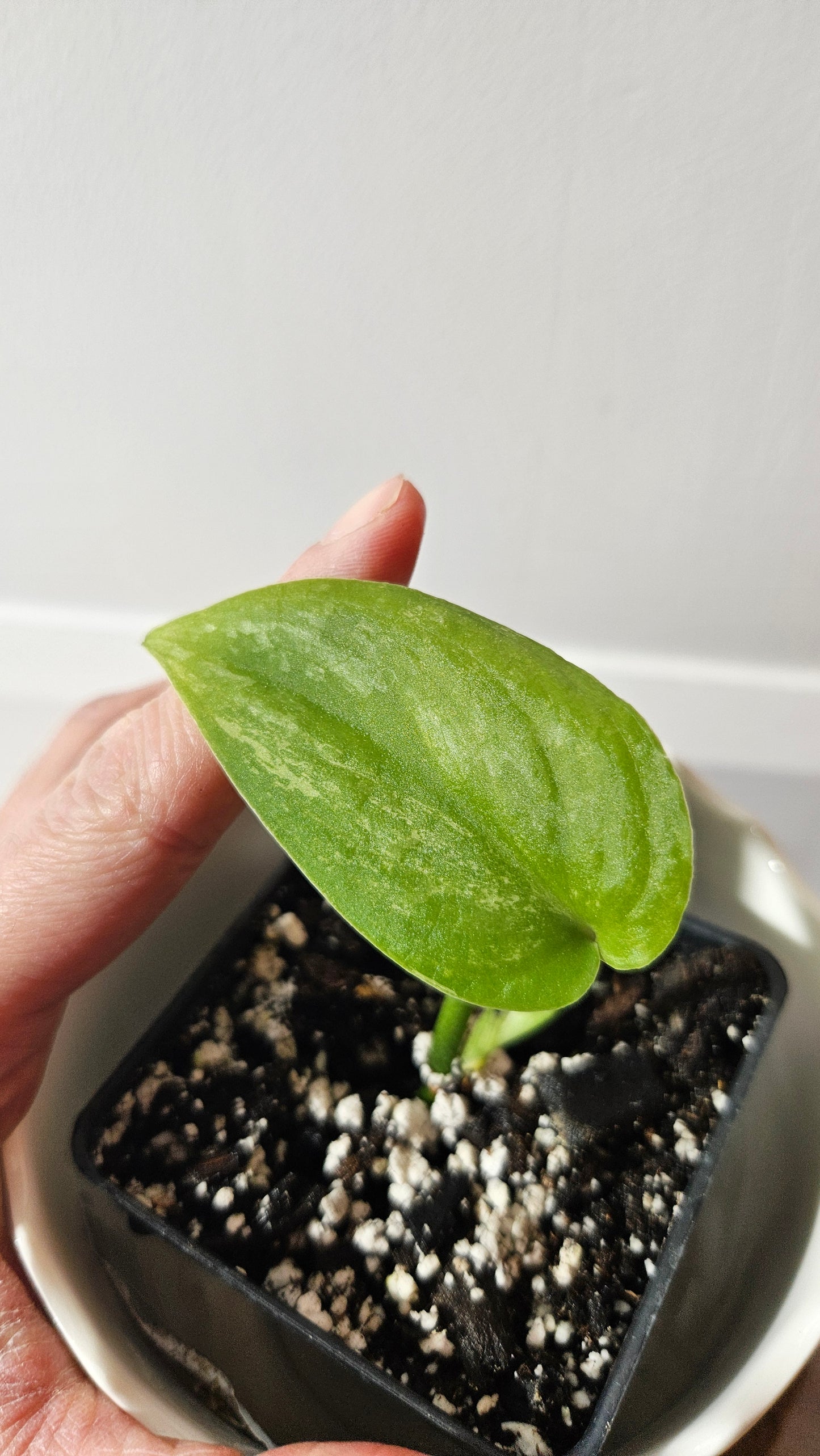 Scindapsus Silver Splash "Green on Green" (SCI-911)
