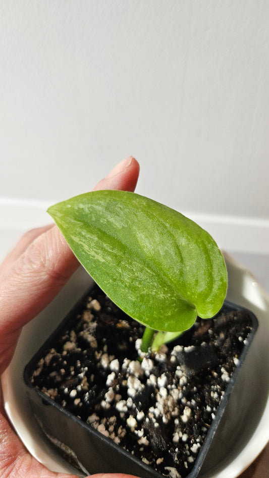Scindapsus Silver Splash "Green on Green" (SCI-911)