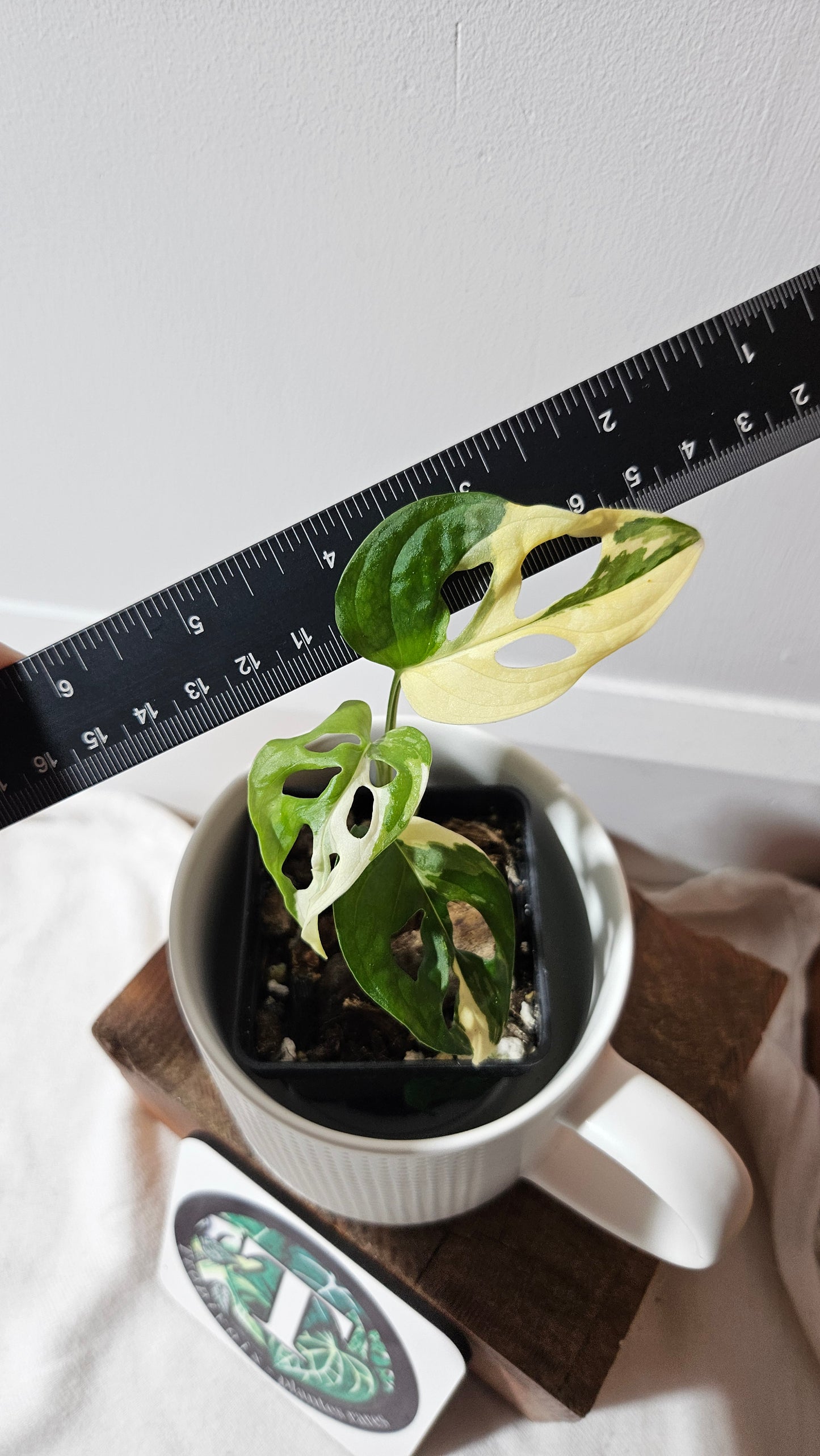 Monstera Andasonii Tricolore (MON-333)