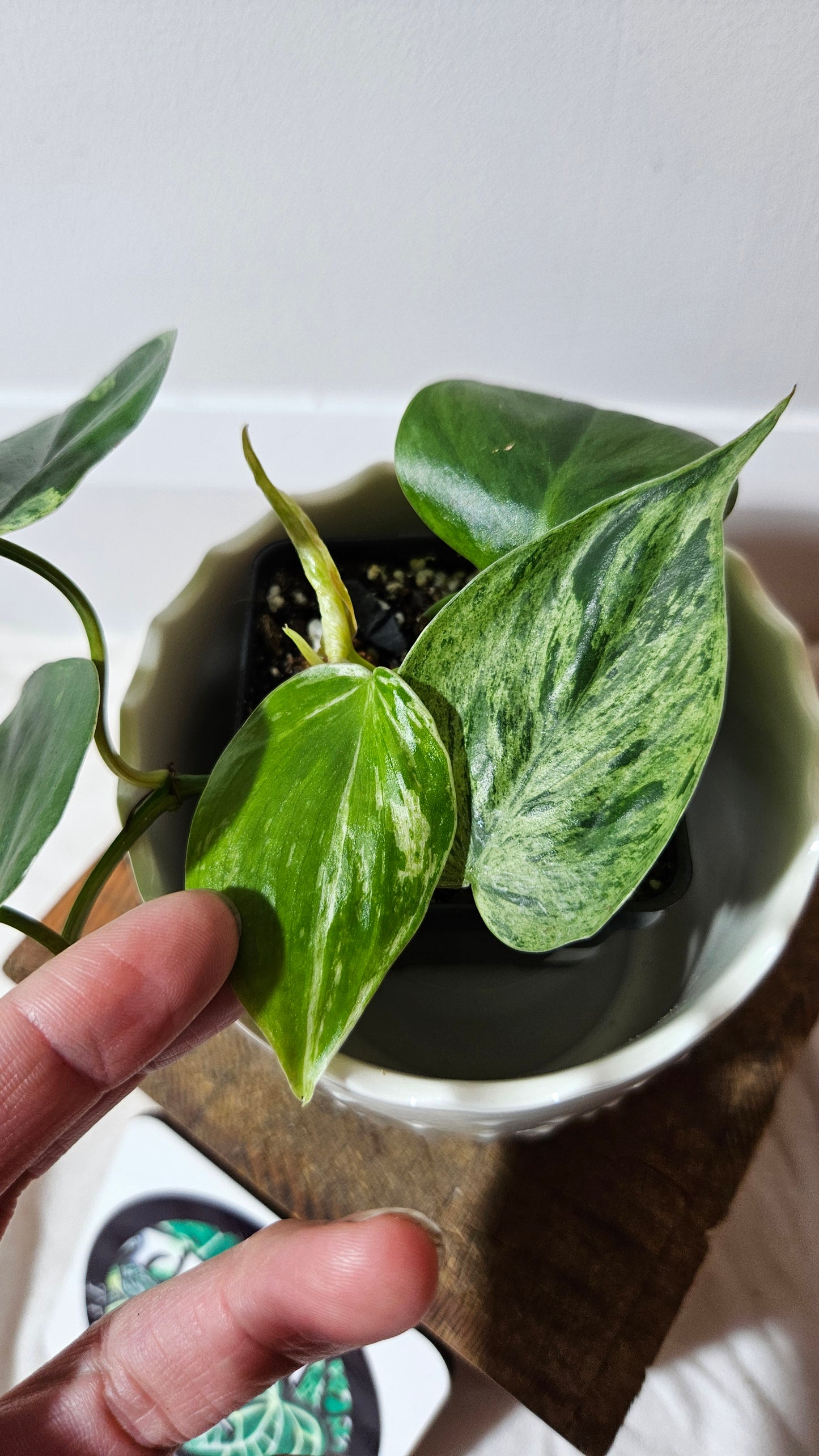 Philodendron Hederaceum Variegata (PHI-558)