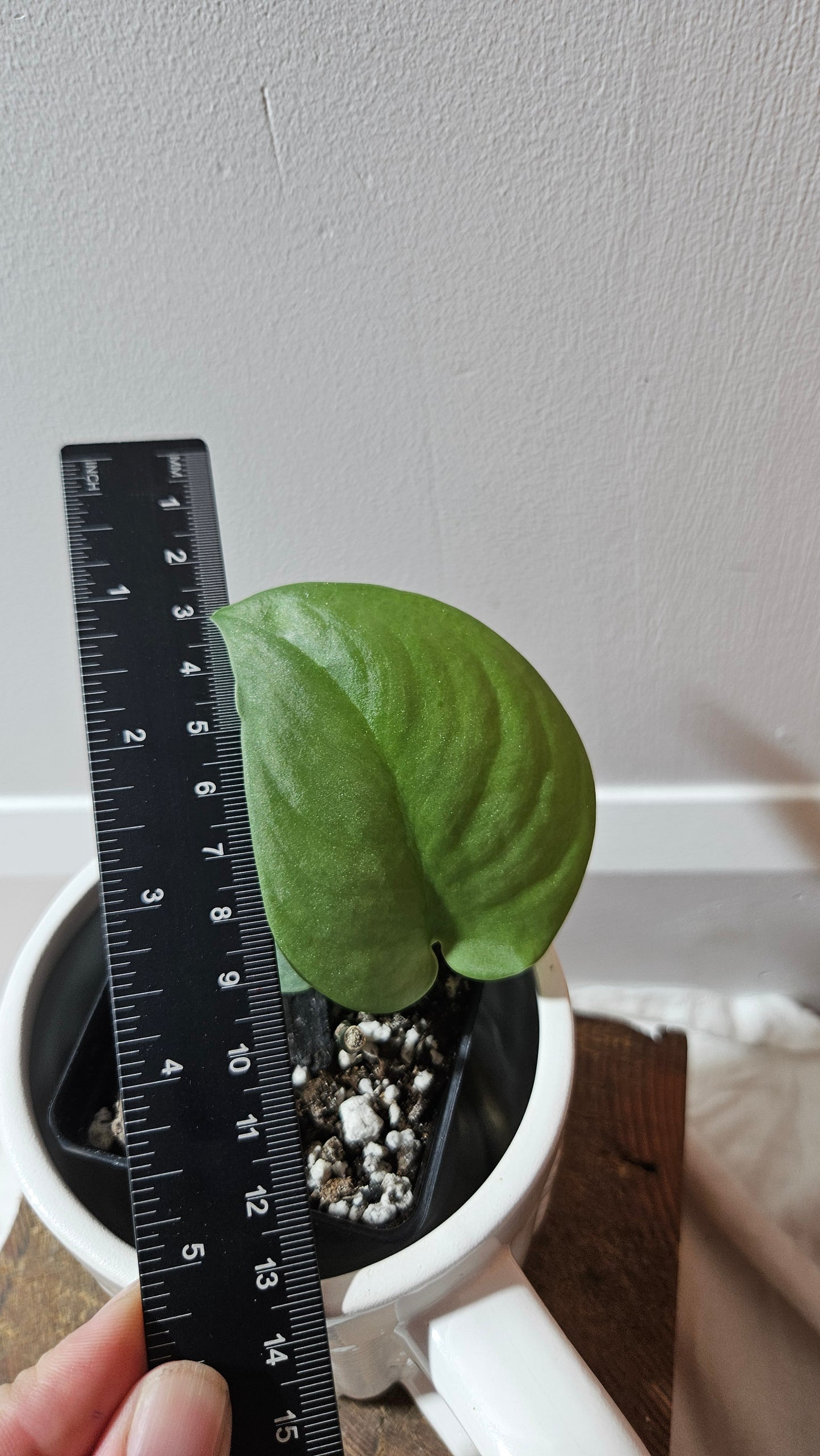 Scindapsus Dark Splash (SCI-1204)