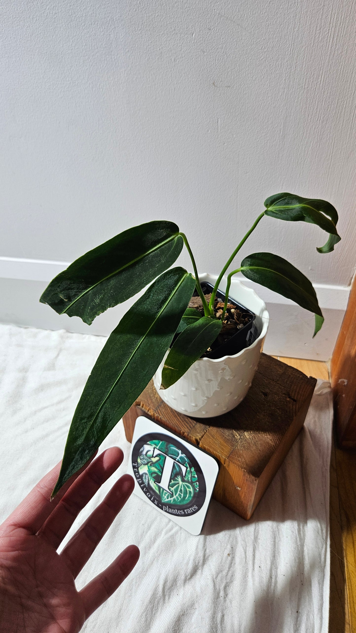 Anthurium Warocqueanum Dark "format MOYEN"(ANT-605)