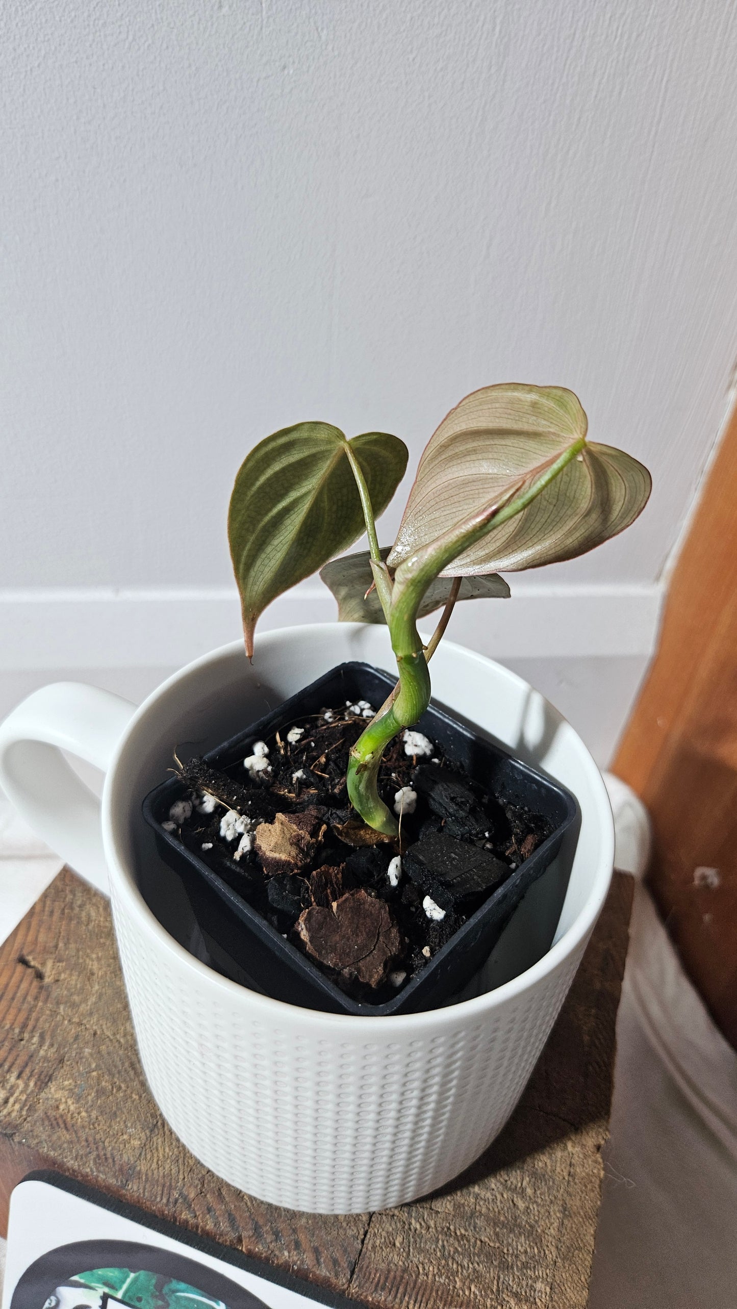 Philodendron Glorious (PHI-955)