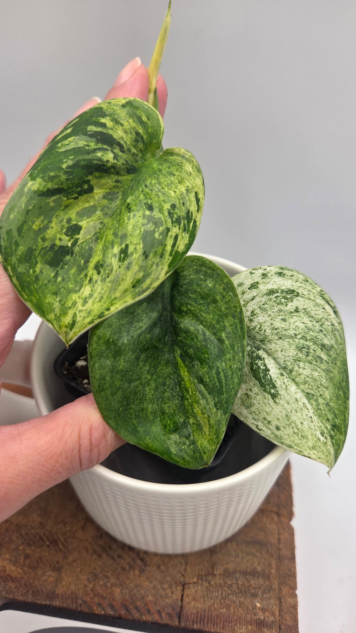 Scindapsus Jade Satin Marble (SCI-1518)