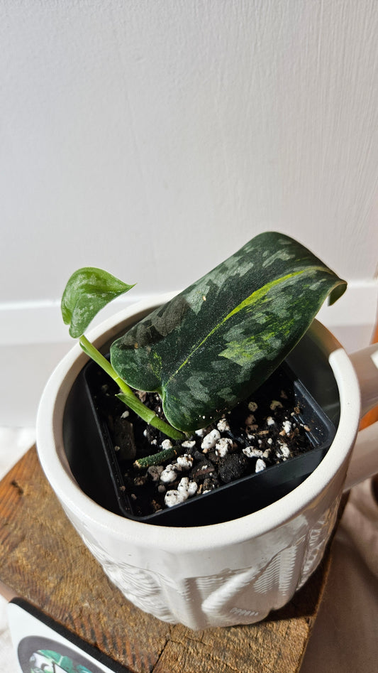 Scindapsus Green Diamond (SCI-1305)