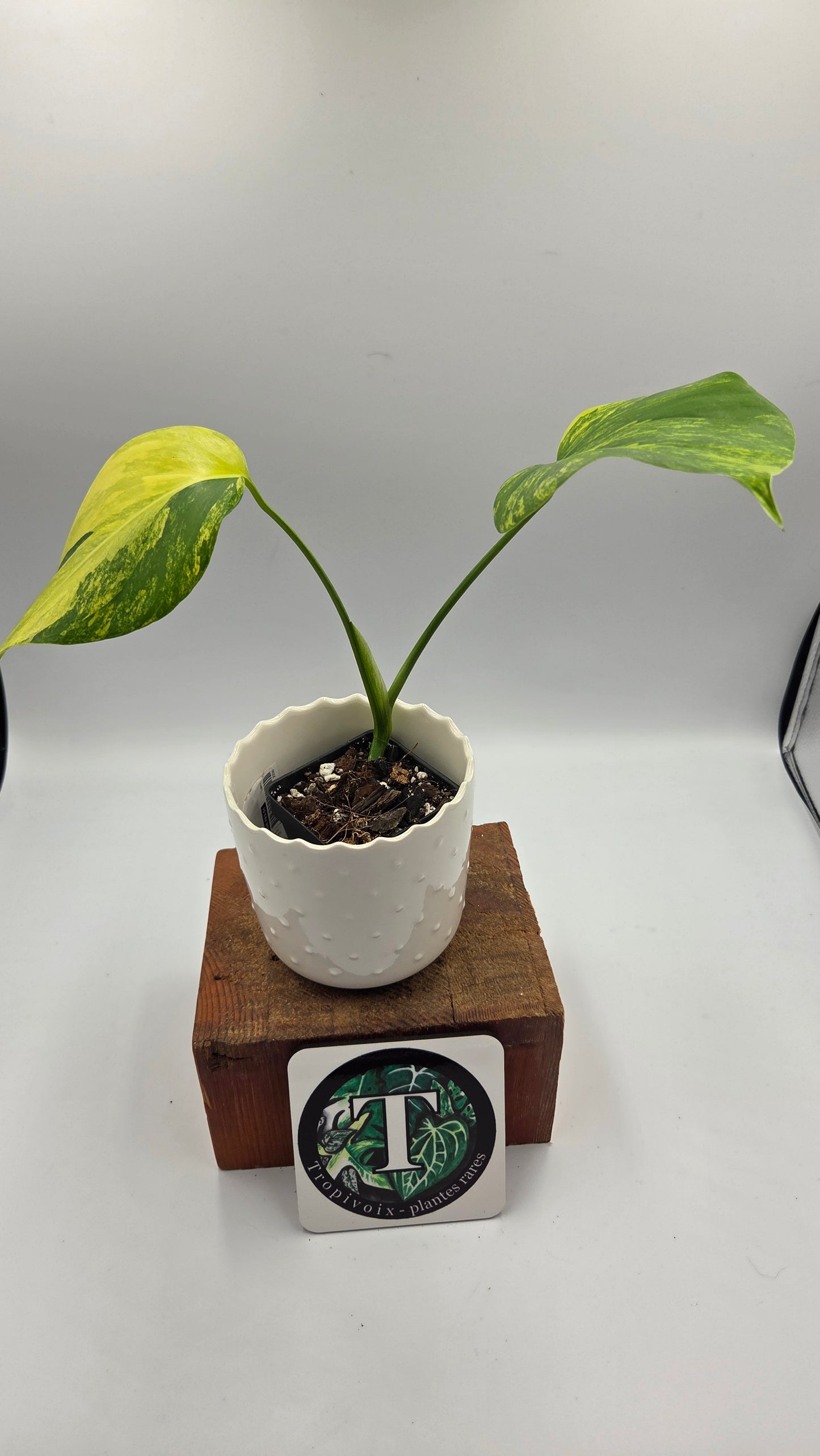 Monstera Aurea (MON-568)