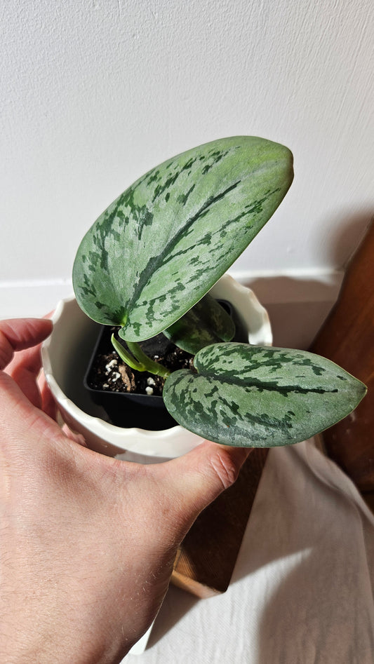 Scindapsus Army (SCI-992)