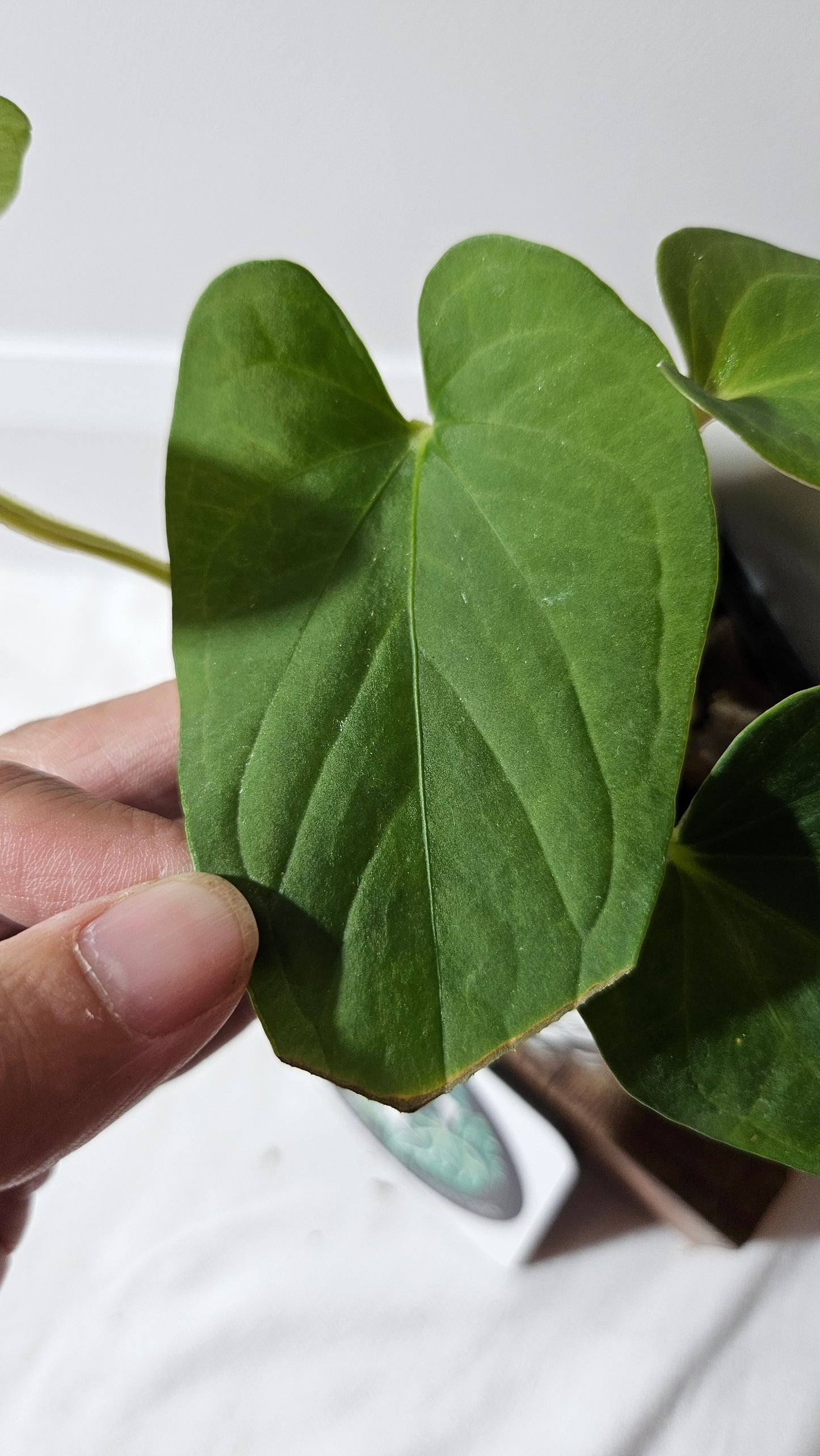 Anthurium  Tiwintza Aff Velvet "format MOYEN" (ANT-226)