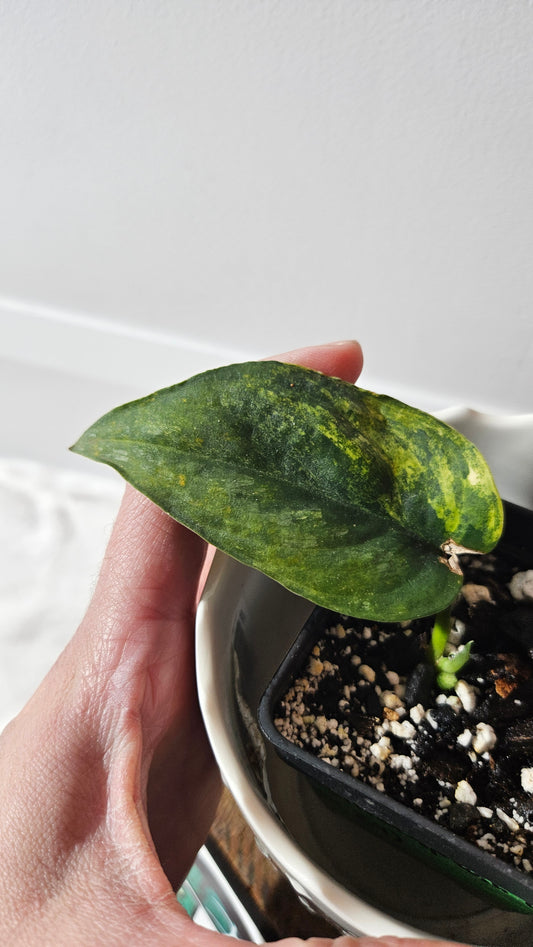Scindapsus Silver Splash "Green on Green" (SCI-912)