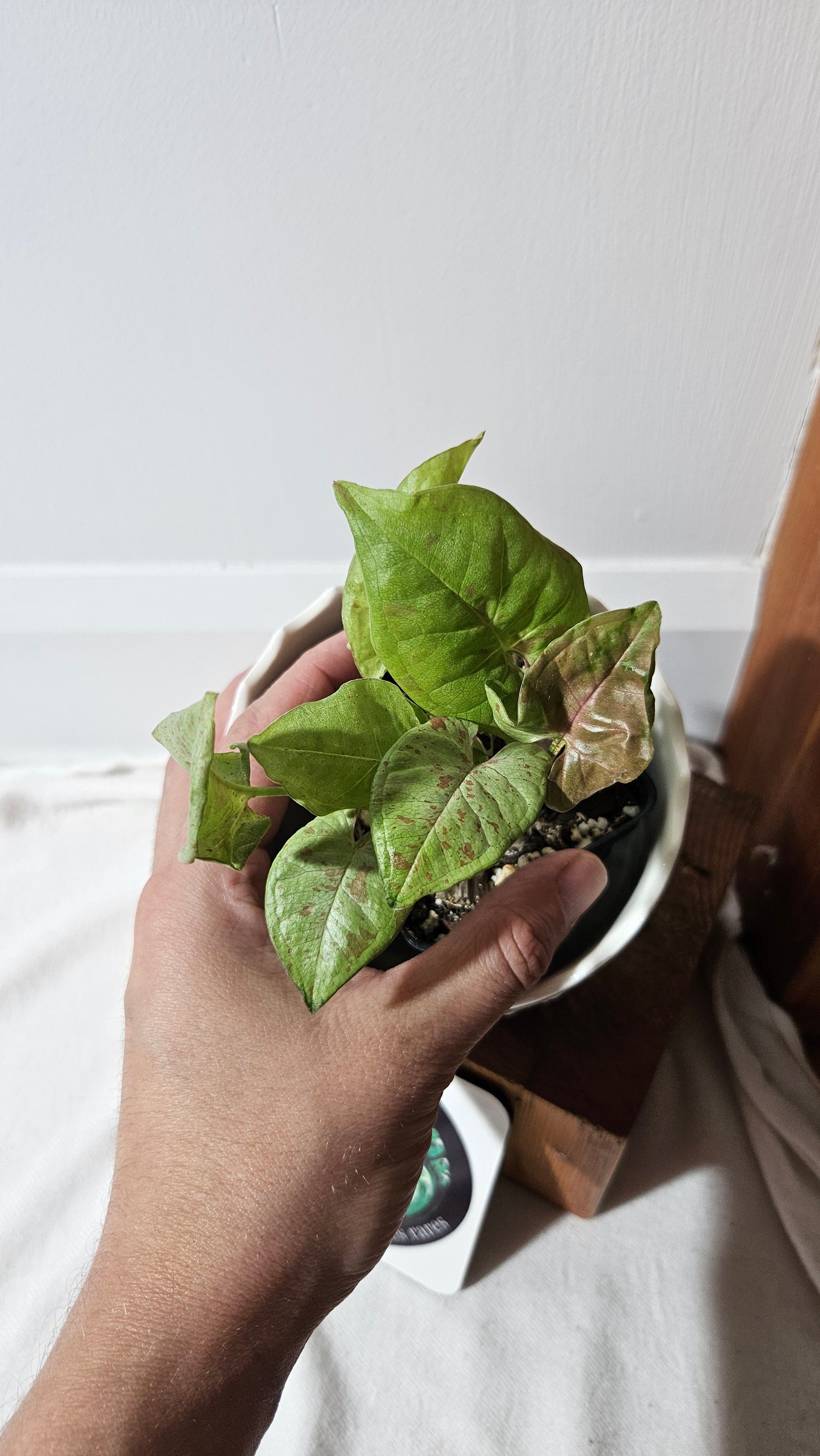 Syngonium Milk Confetti (SYN-453)