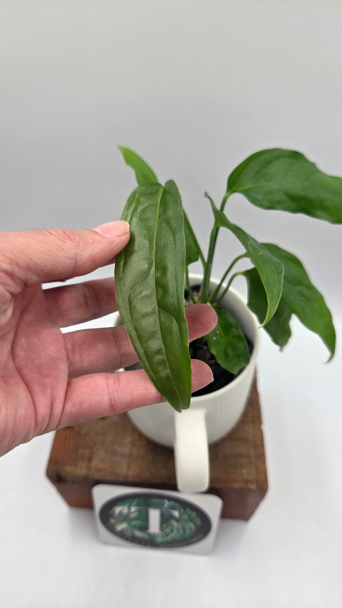 Monstera Obliqua Aff Amazonas (MON-378)