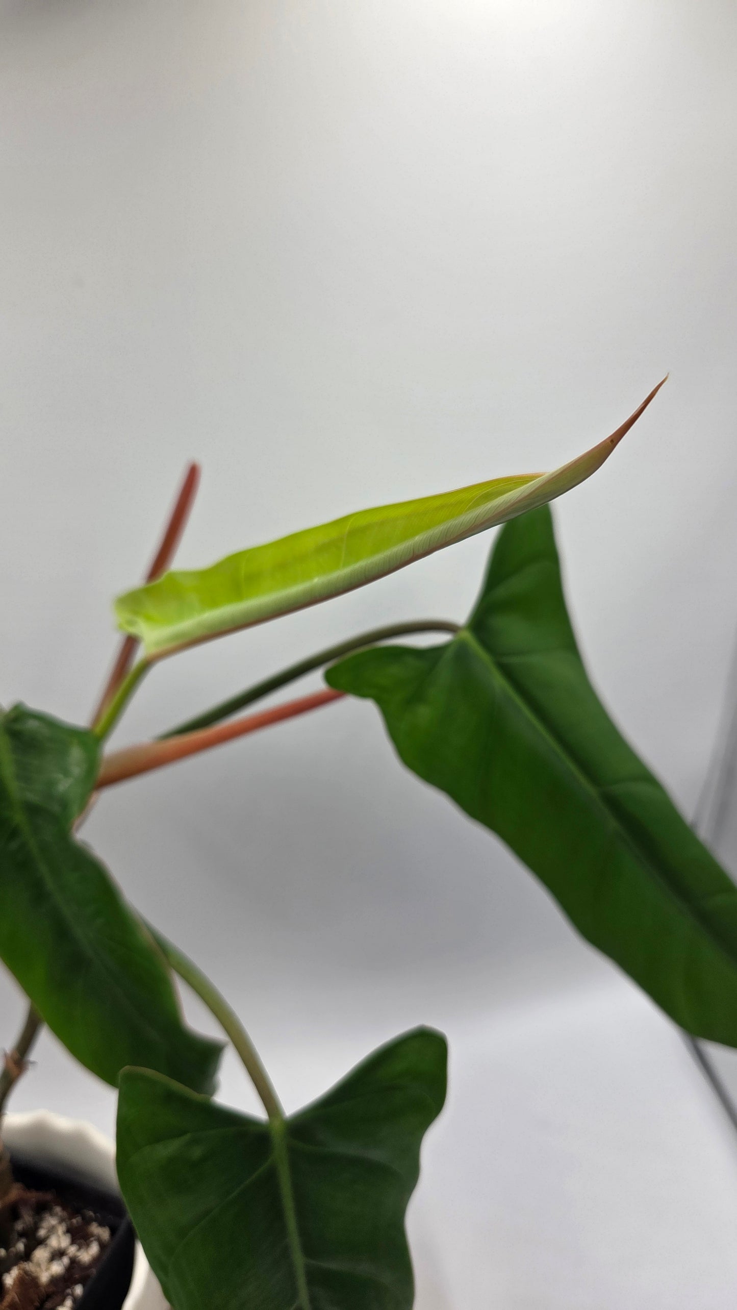 Philodendron Billietiae Aff (PHI-1077)