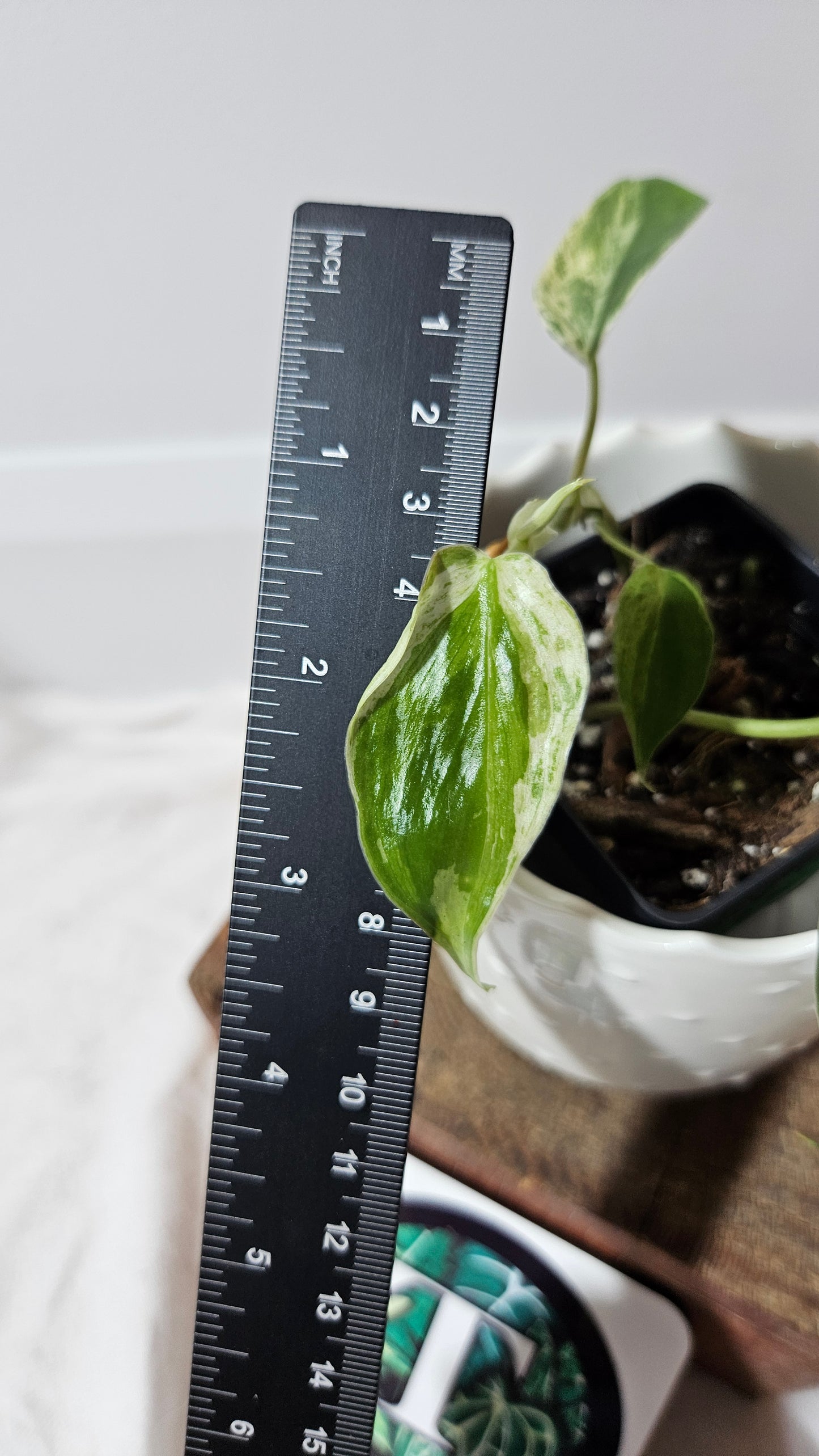 Philodendron Hederaceum Variegata (PHI-556)