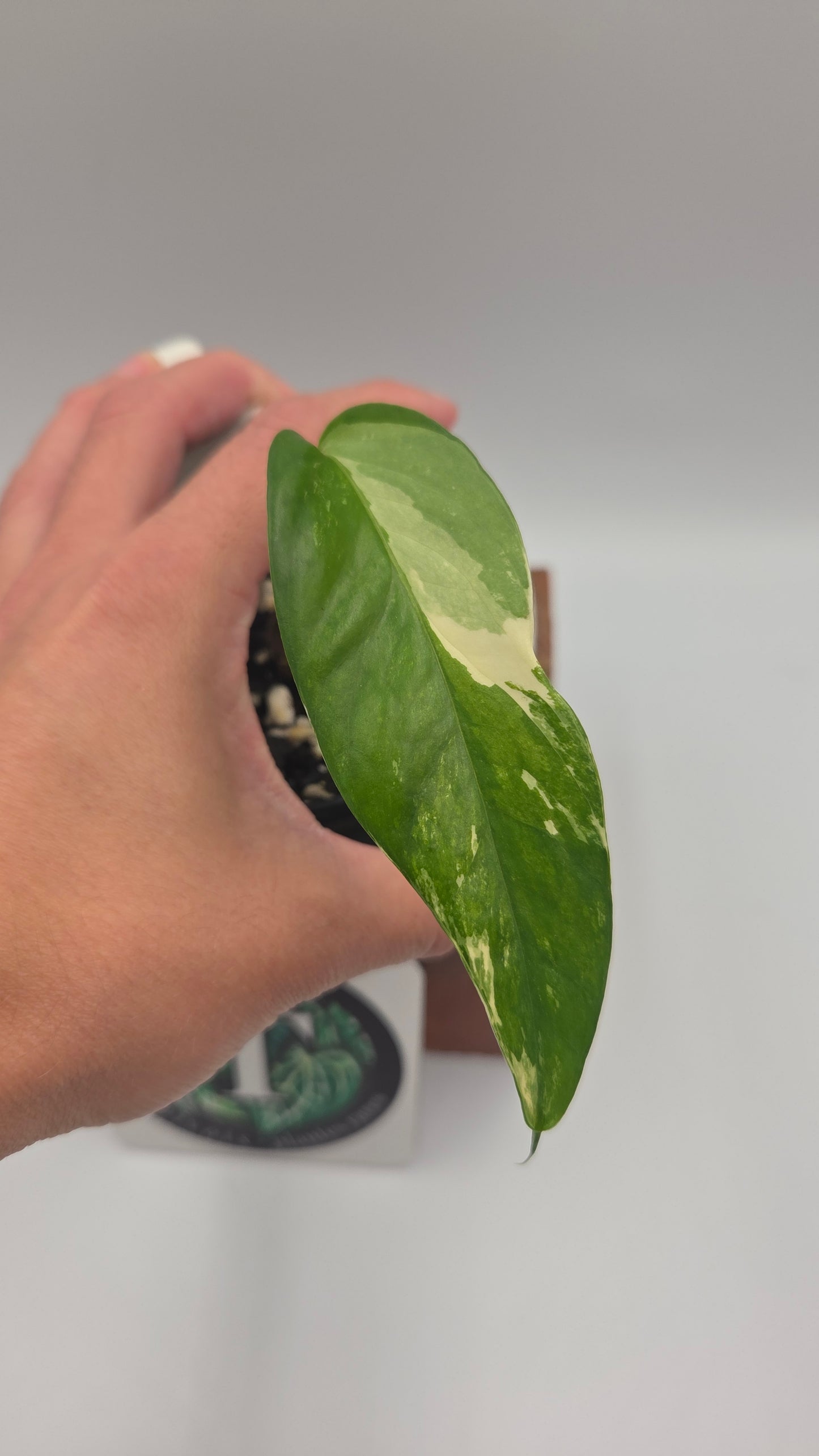 Epipremnum pinnatum Albo (EPI-247)