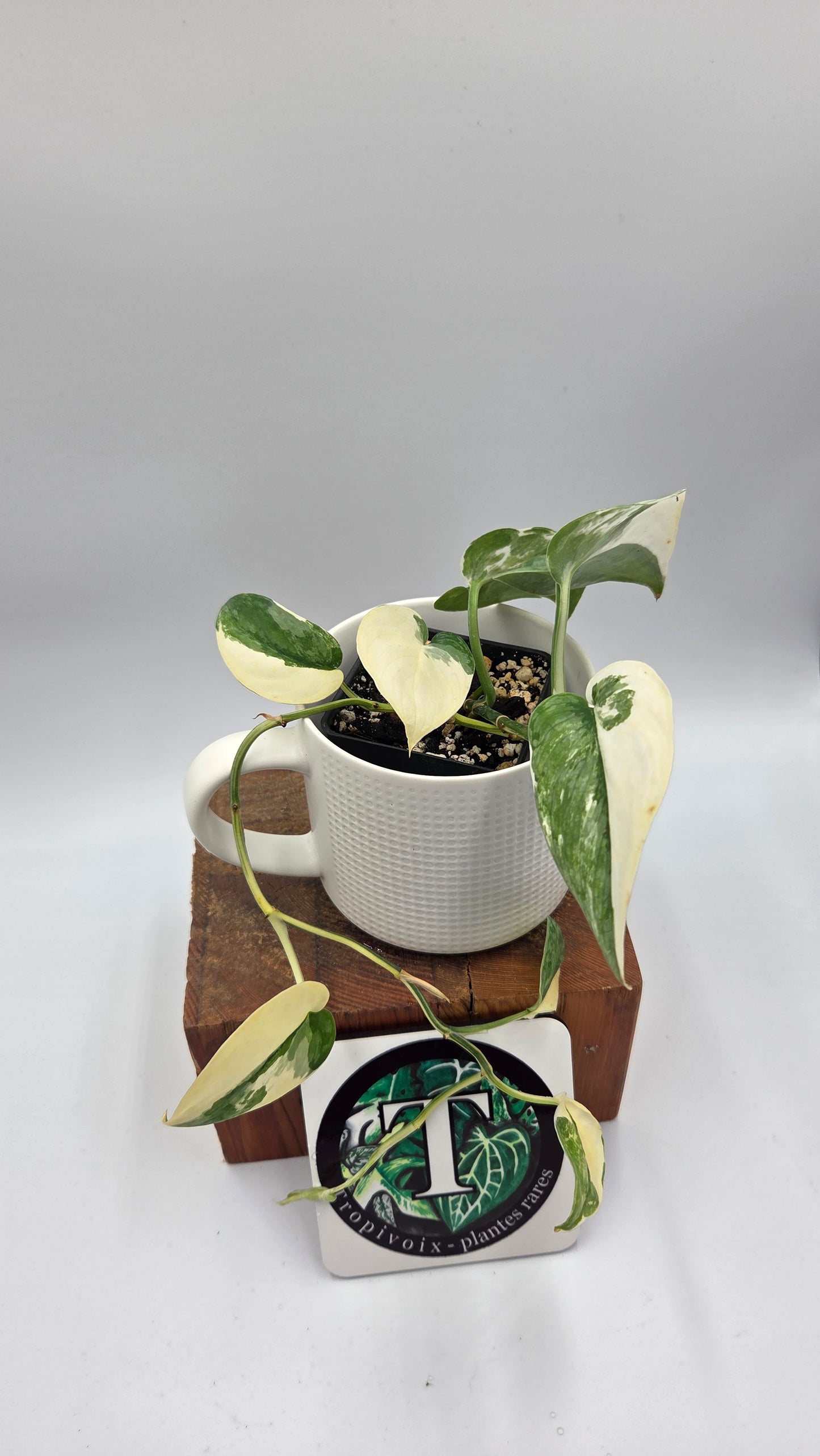 Scindapsus Silver Tattoo Variegata (SCI-698)