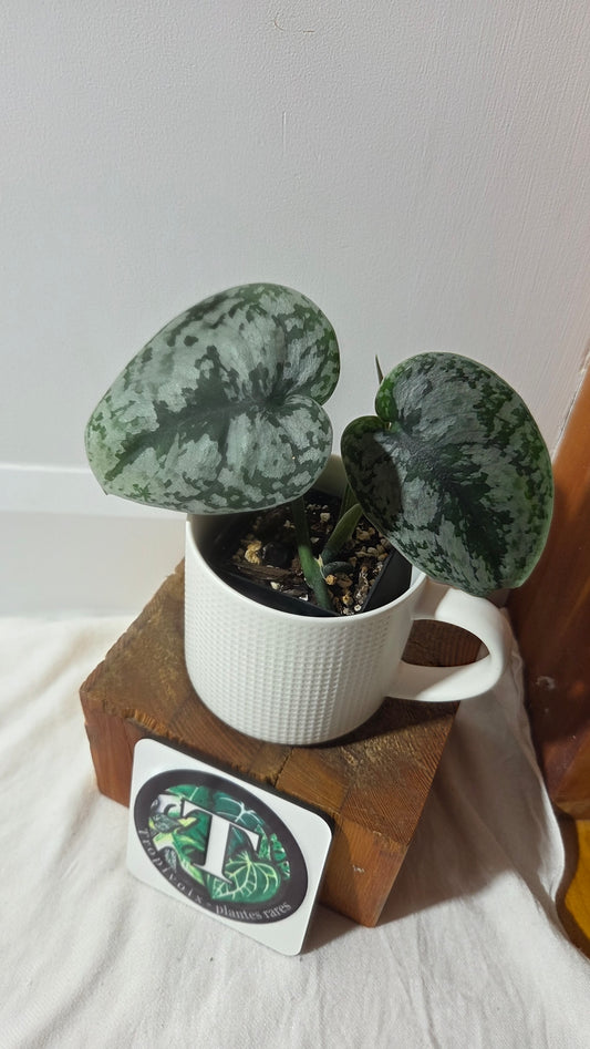 Scindapsus Exotica (SCI-1430)