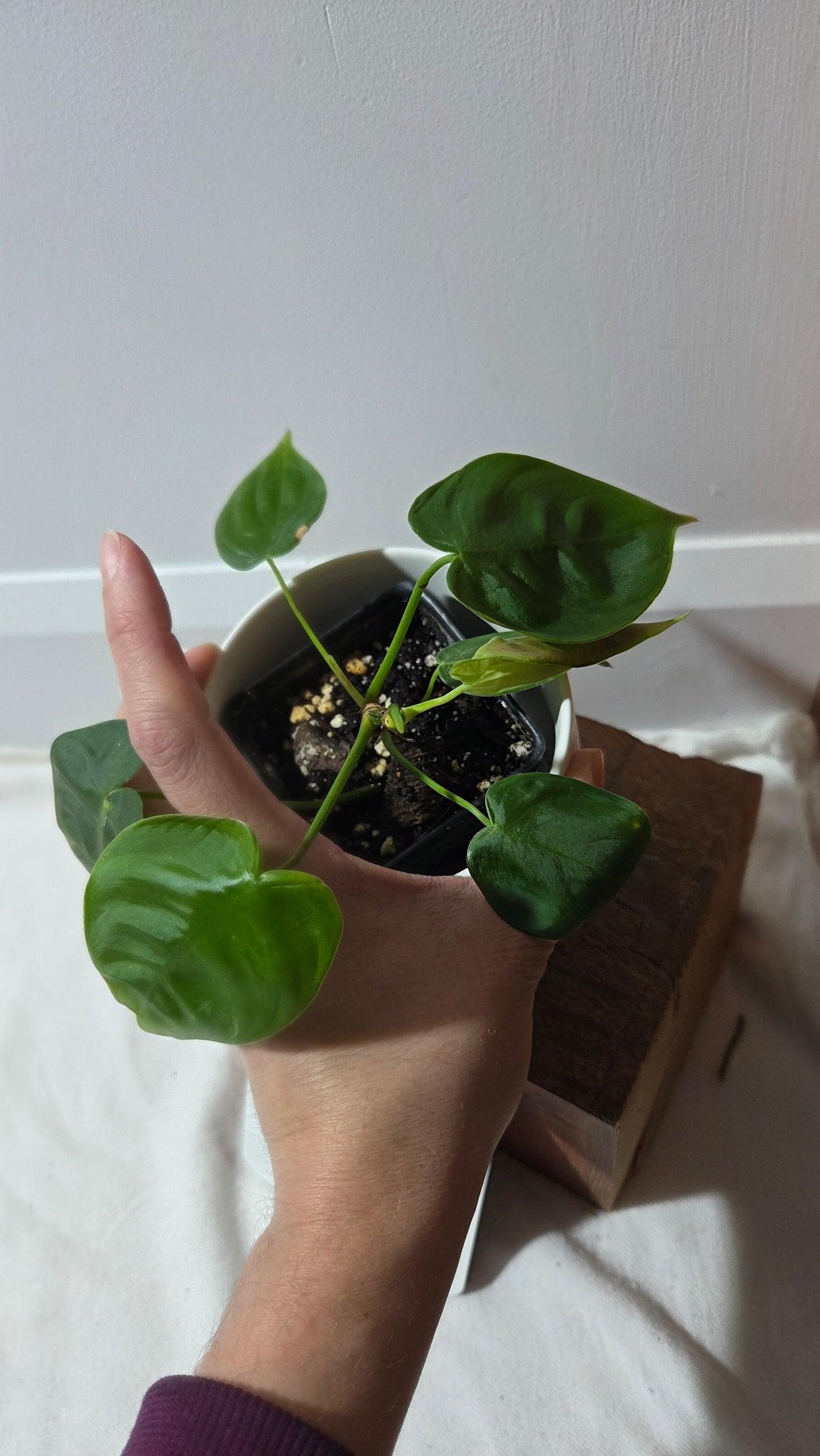 Philodendron Sharoniae (PHI-983)