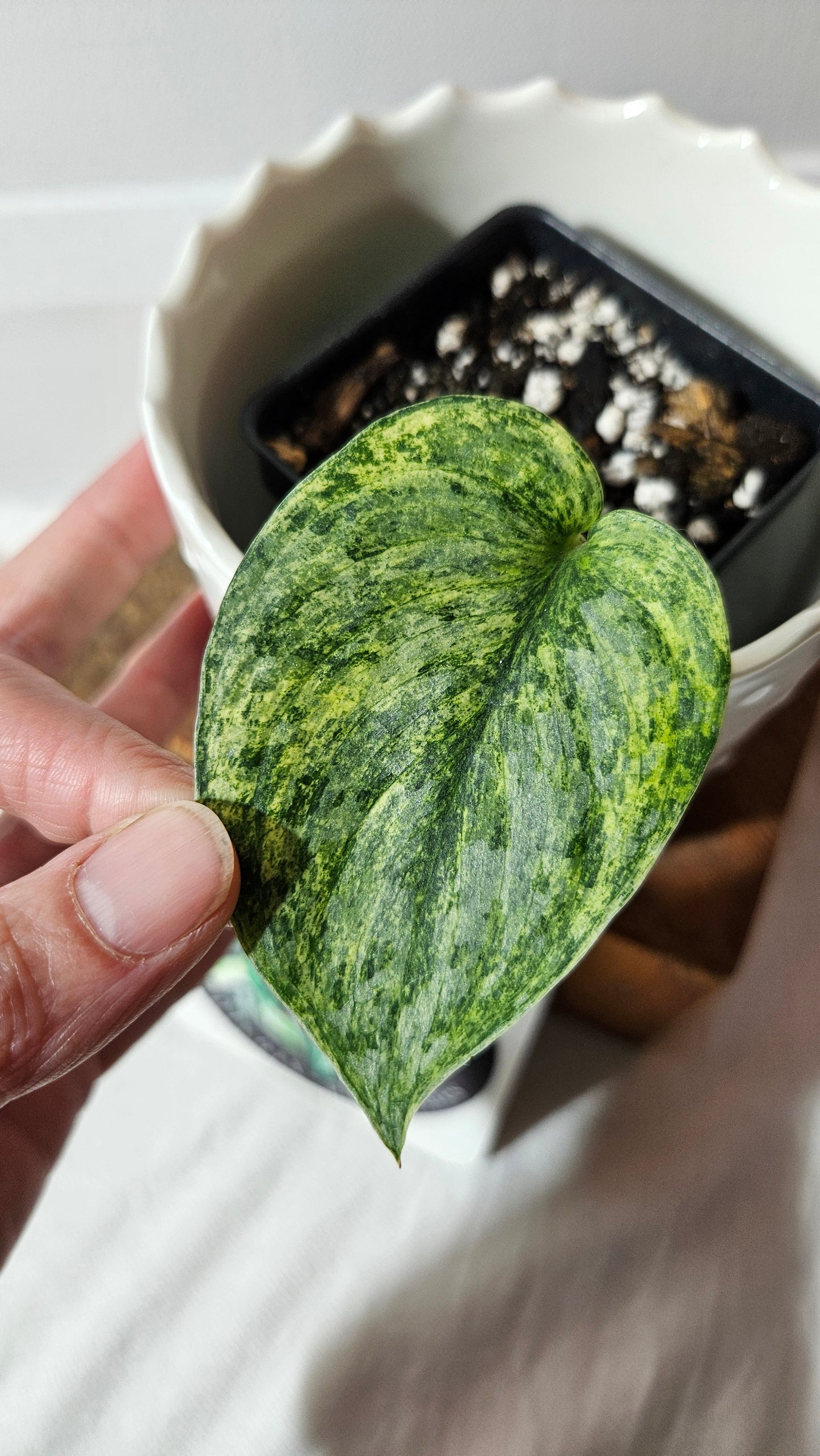 Scindapsus Exotica Pictus mint (SCI-970)