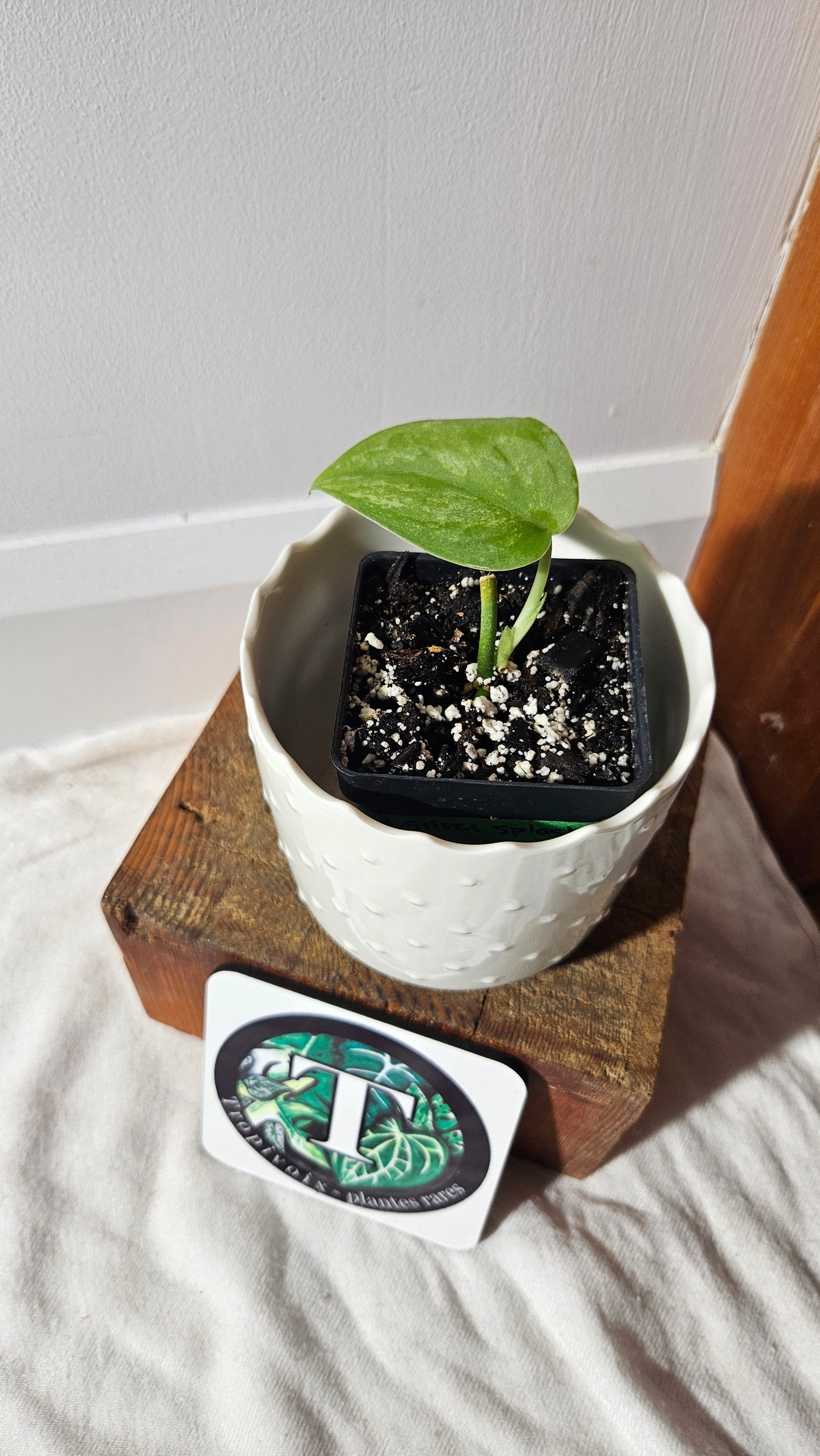 Scindapsus Silver Splash "Green on Green" (SCI-911)