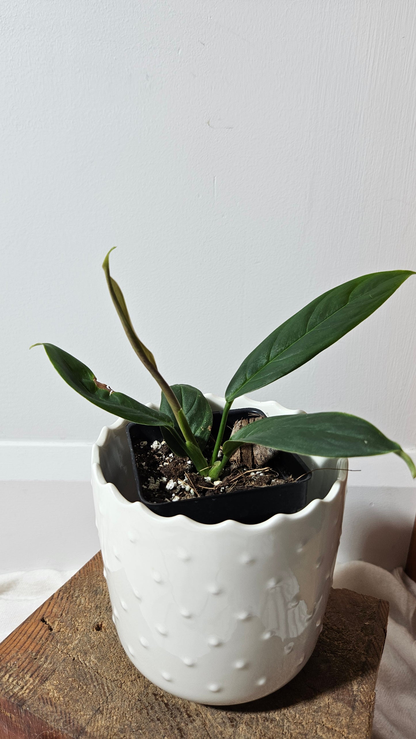 Philodendron Esmeraldense Aff Tambo (PHI-599)