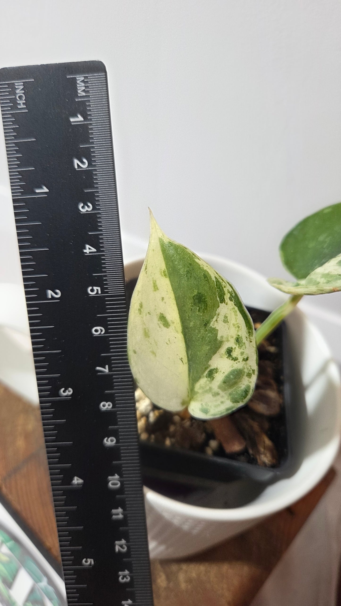 Scindapsus Silver Splash Variegata (SCI-646)