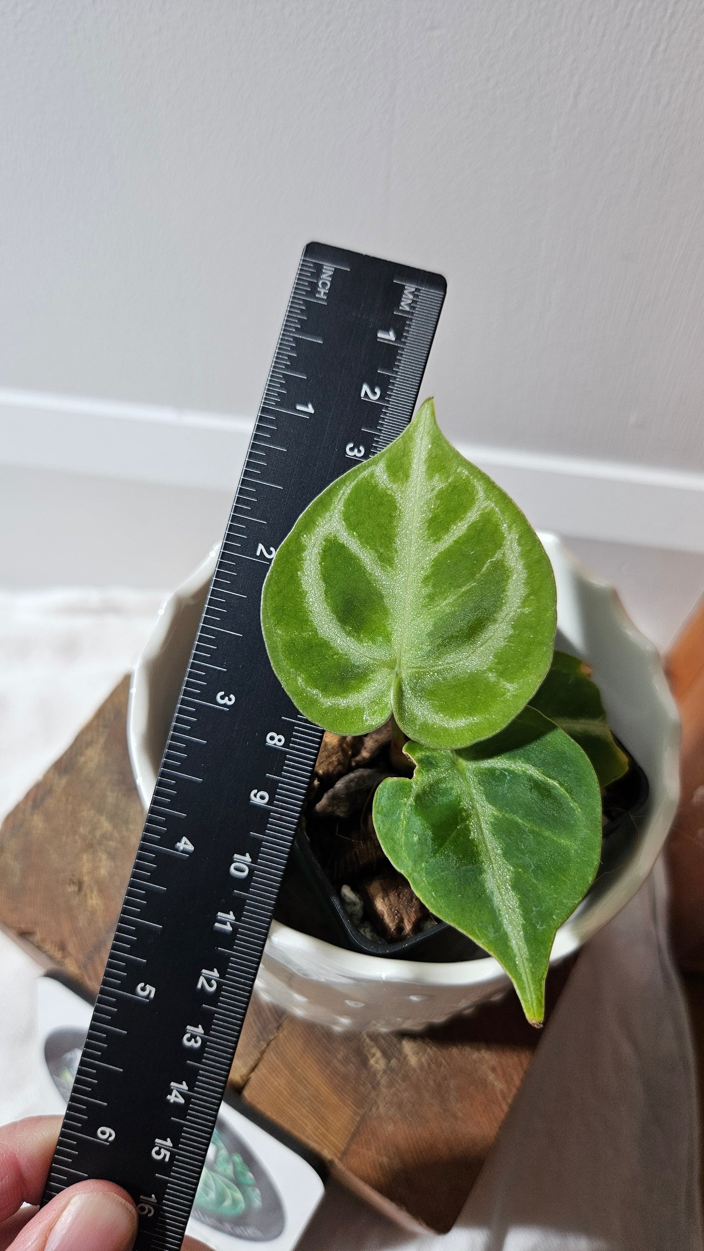 Anthurium Dorayaki Silver "format PETIT"( ANT-578)