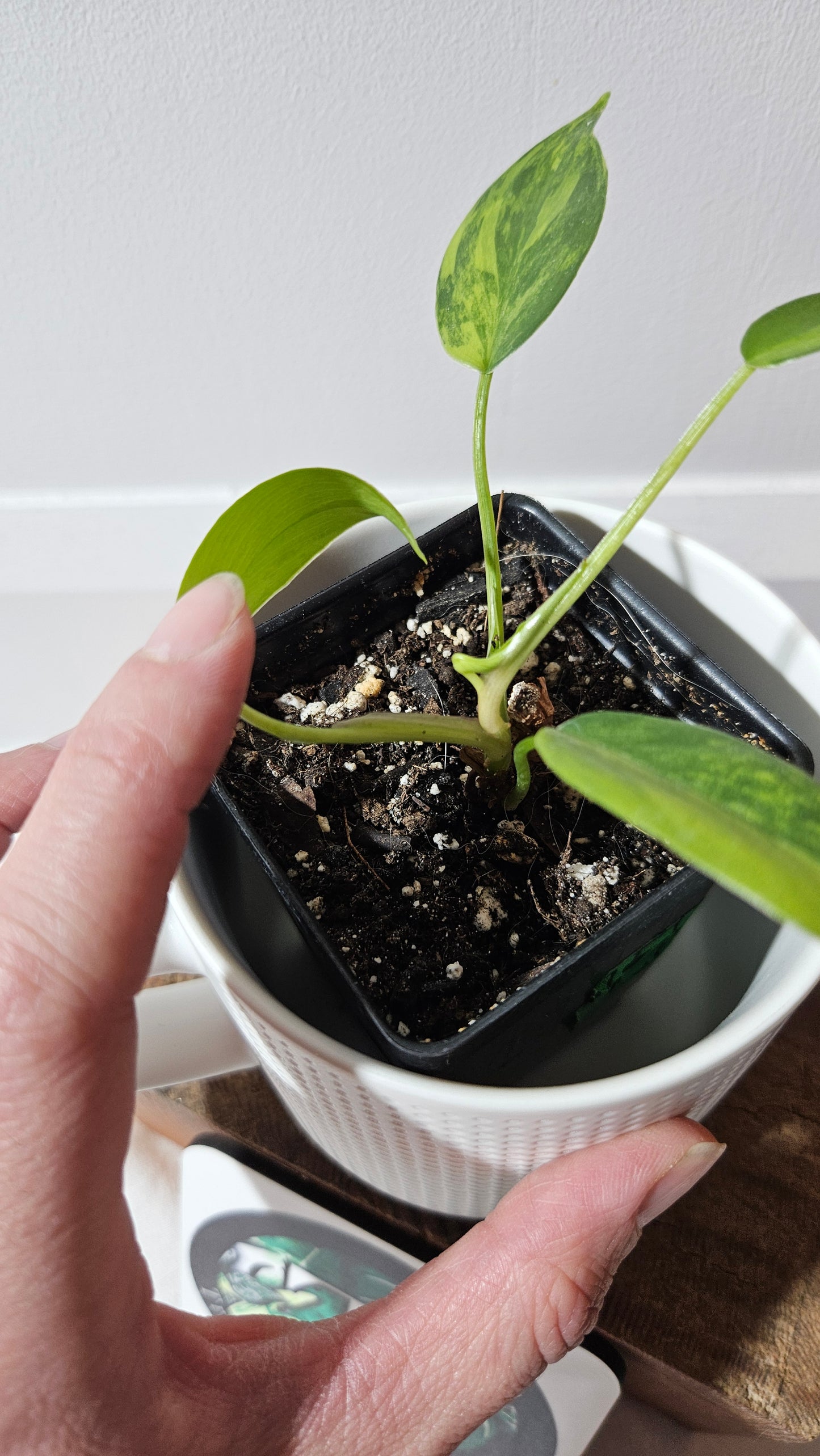 Philodendron Florida Beauty (PHI-940)