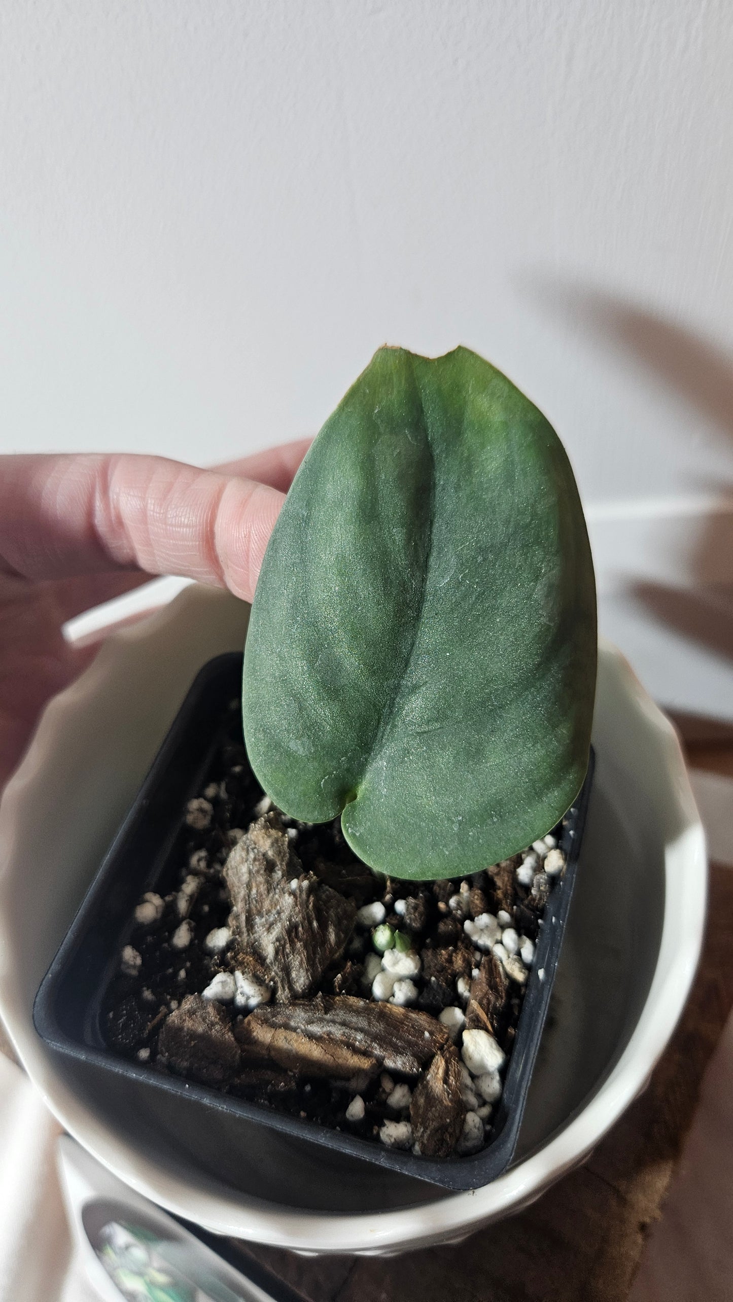 Scindapsus Dark Splash (SCI-936)